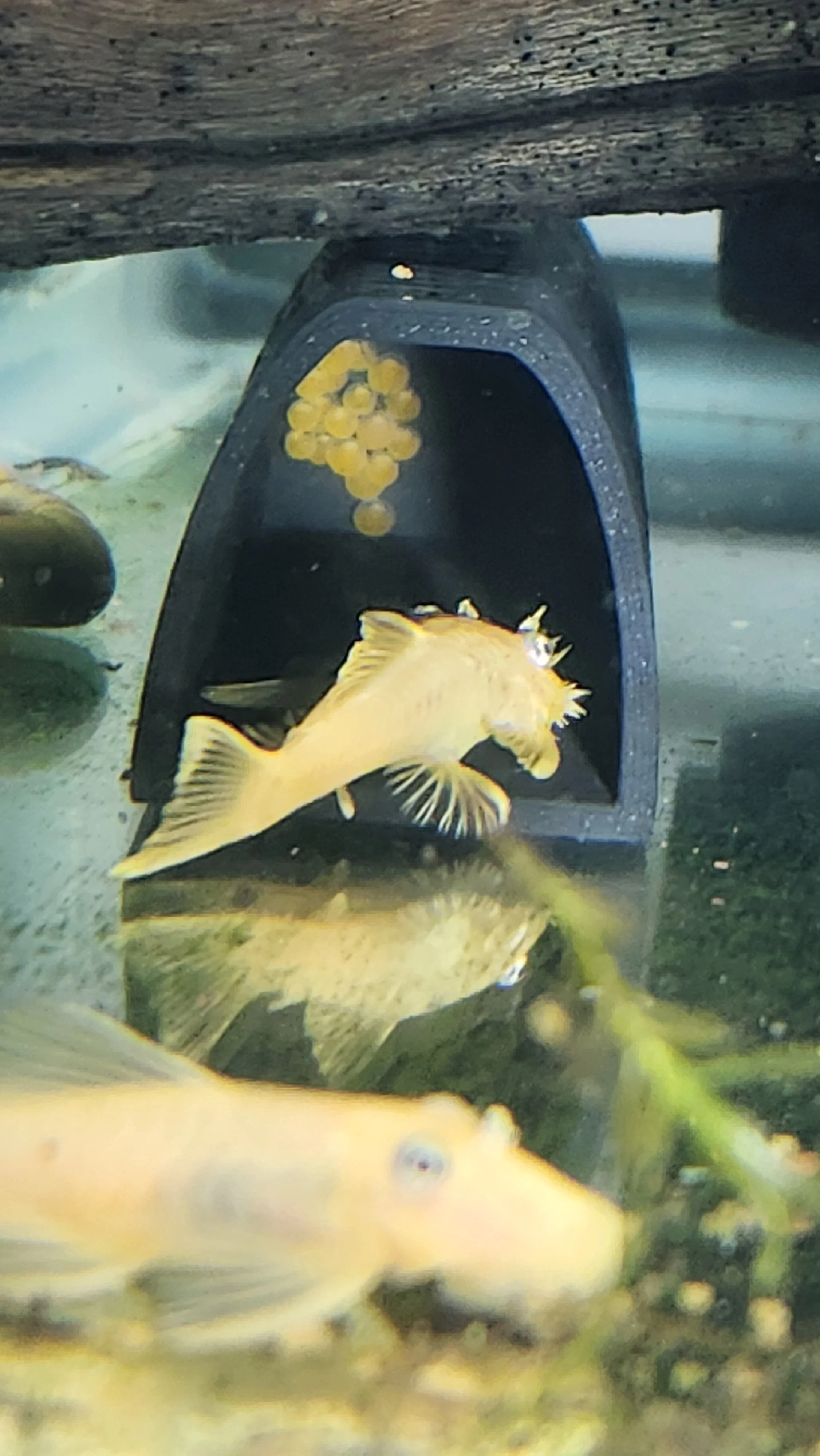 blue eyed limon pleco eggs.jpg