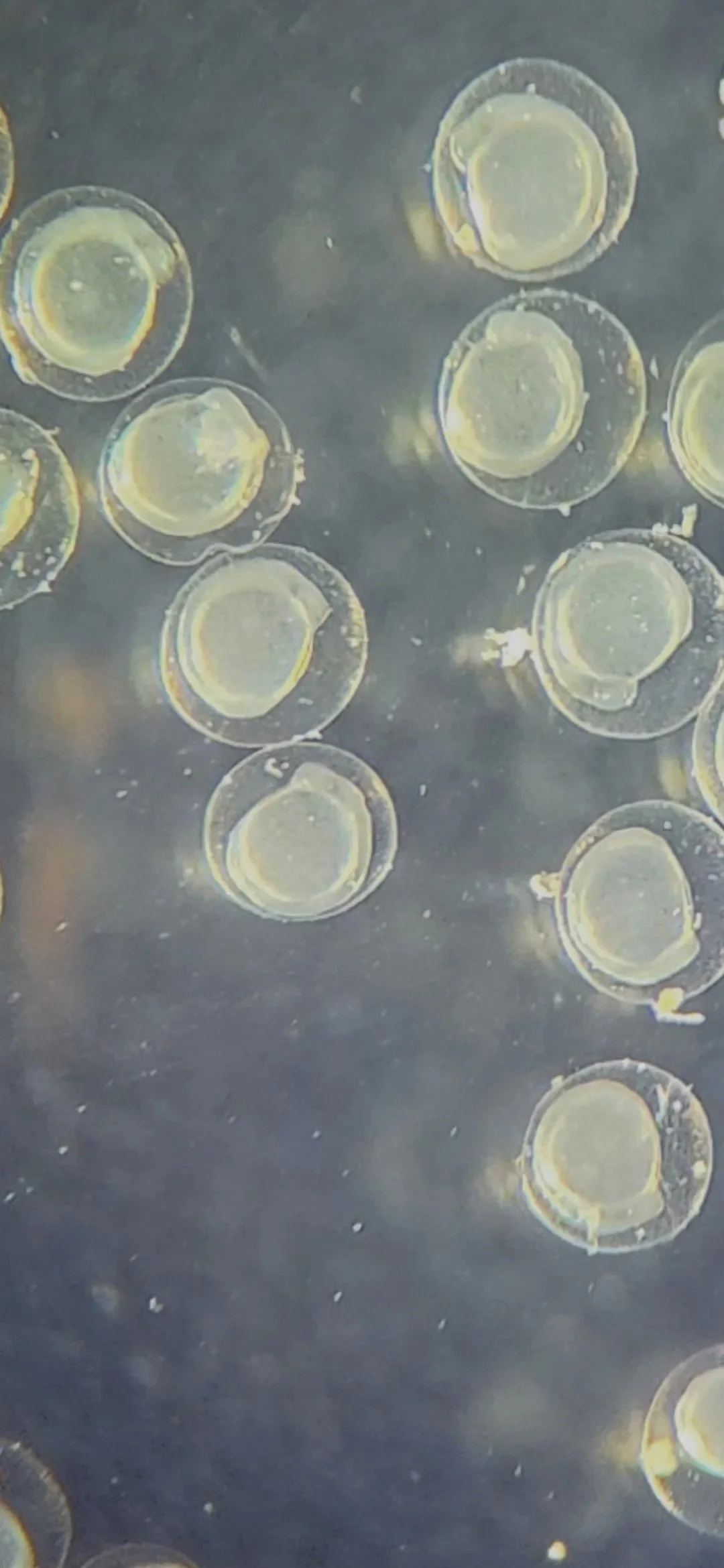 Close-up of a Angelfish eggs raised by Lane Aquatics.jpg