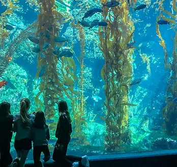 Birch Aquarium