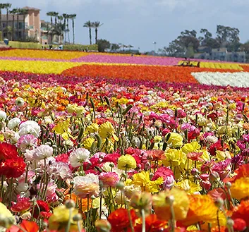 The Flower Fields