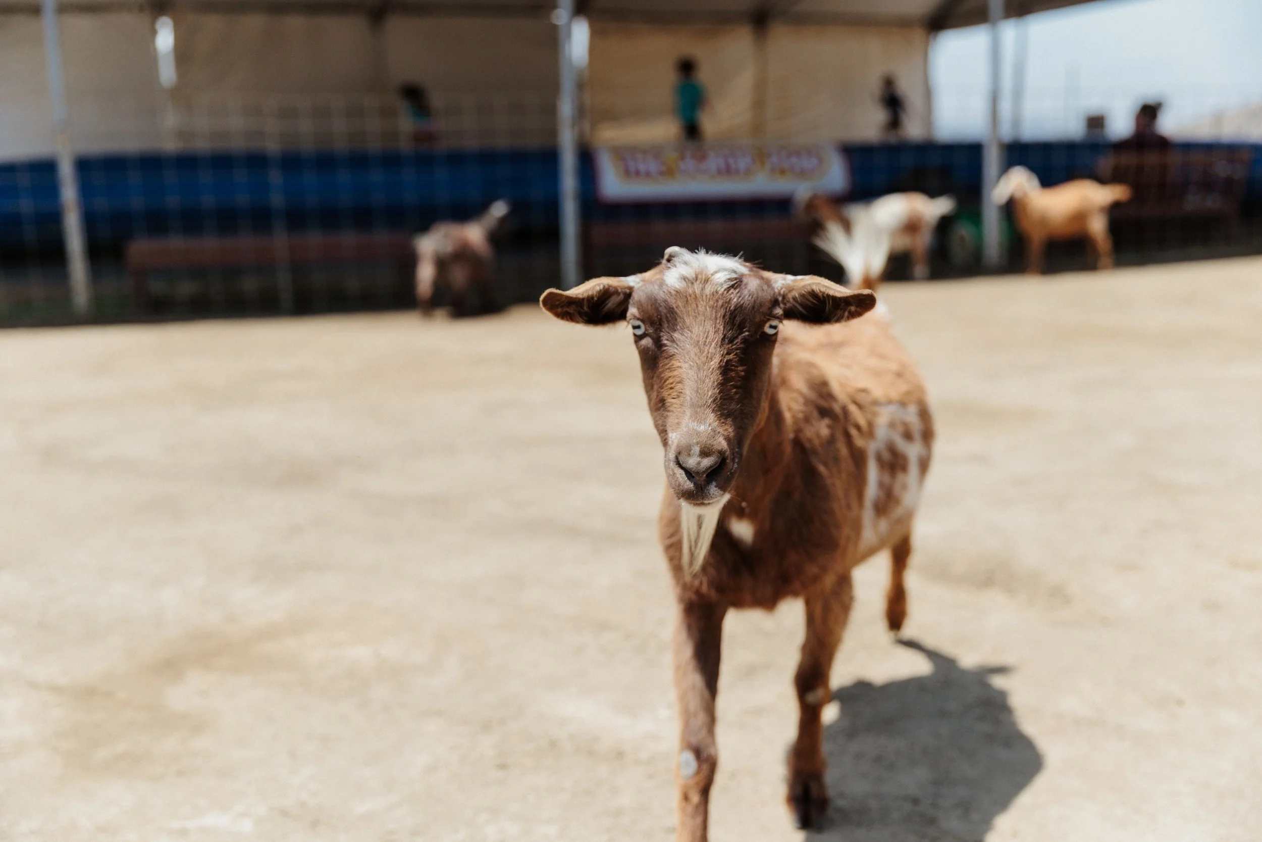 Goat at Oma's Family Farm