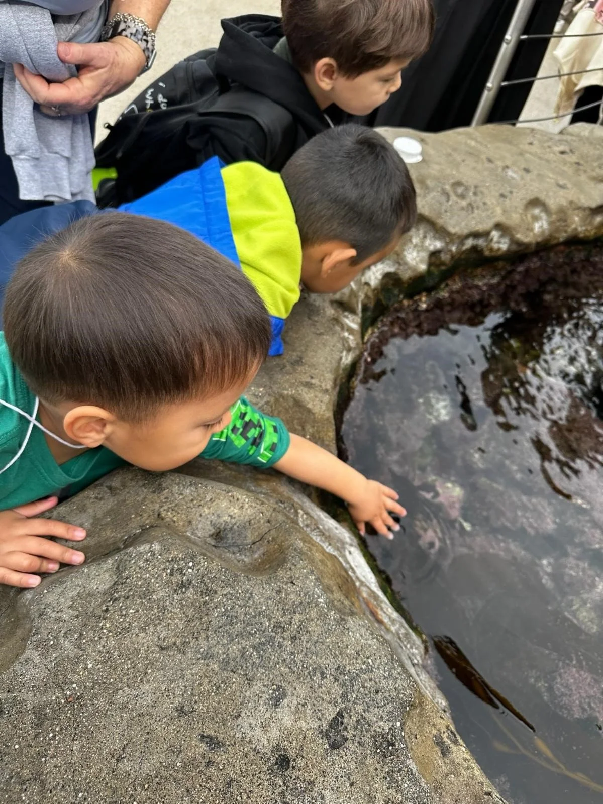 Students playing in the tidepools at Birch Aquarium