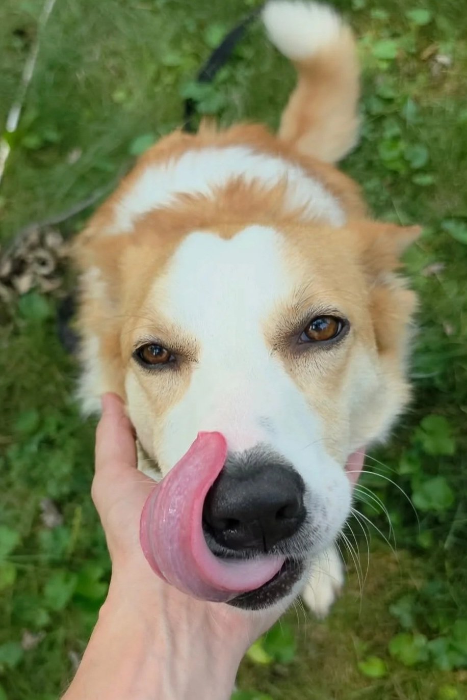 Dog with brown and white fur licking its nose while a hand holds its face, outdoors on grass.