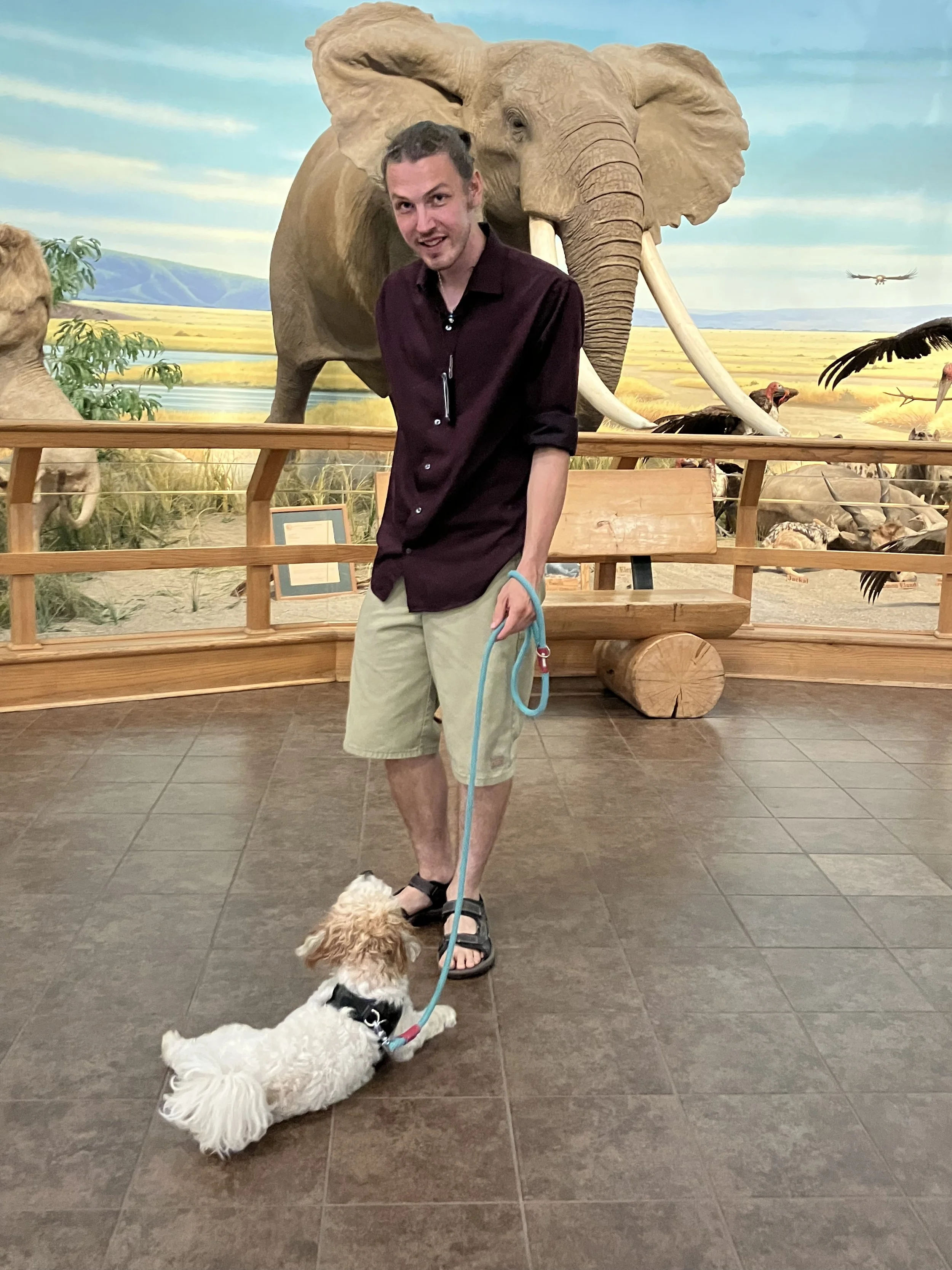A man with a small dog on a leash standing in front of a zoo exhibit with a large elephant model and background scenery of a savannah and flying bird.