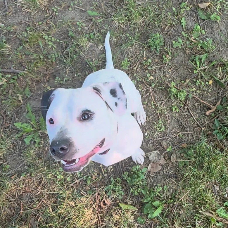 A dog-shaped cardboard cutout on the ground among grass and dirt, designed to look like a happy, smiling dog with a white coat and black spots.