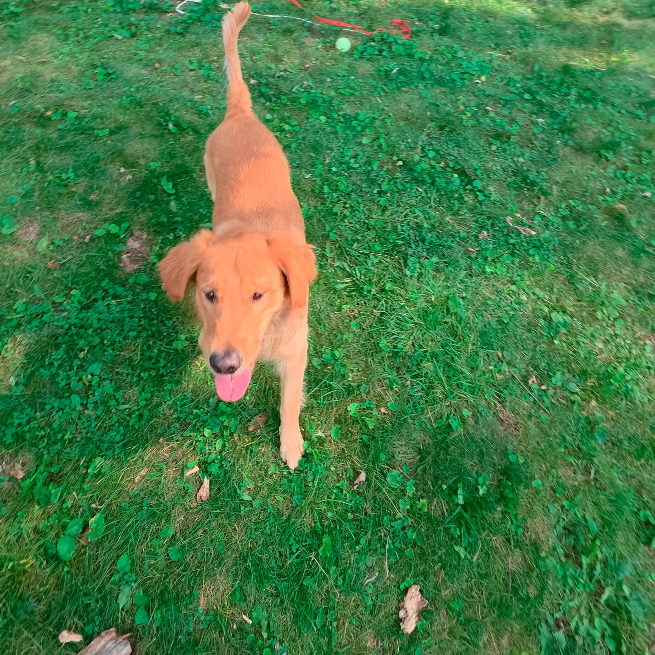 A golden retriever puppy walking on green grass with clovers and fallen leaves.