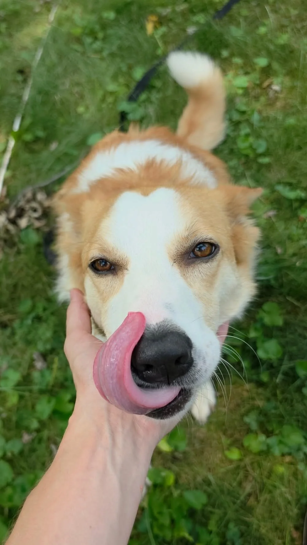 A close-up photo of a dog with brown and white fur, licking its nose while being gently held by a person's hand.