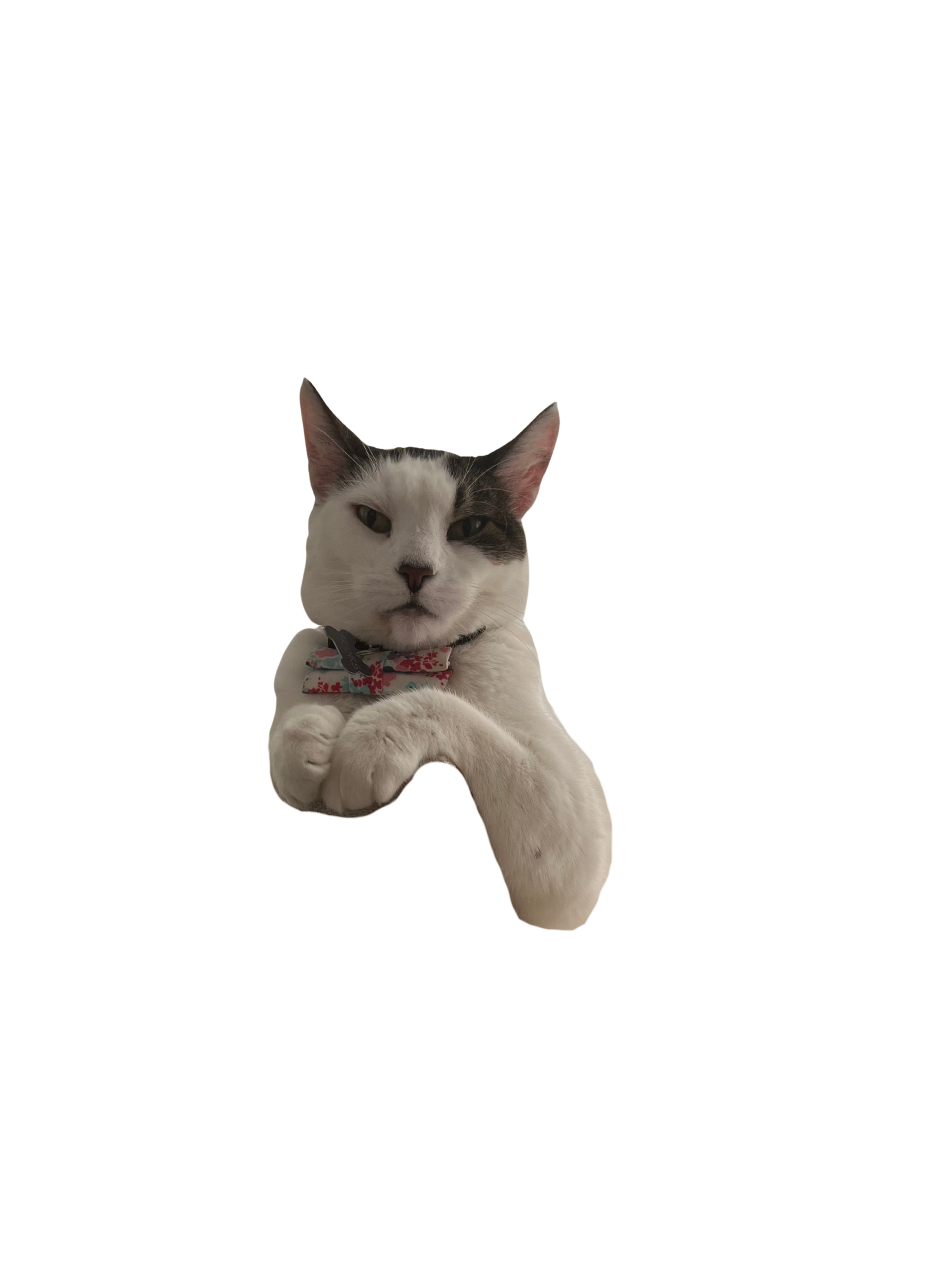 A white and gray cat with a collar resting its paws on a surface, with a purple background.