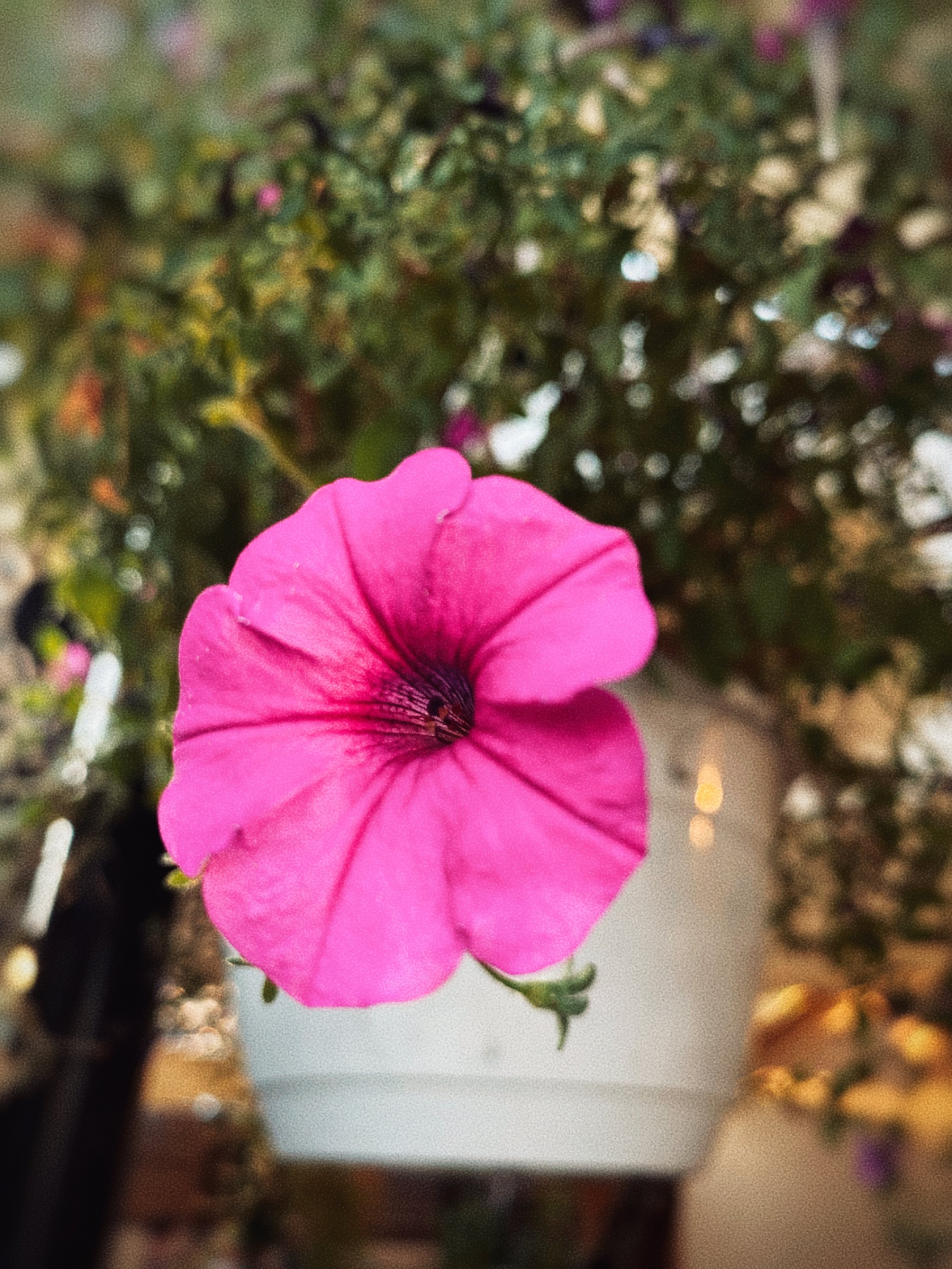 IMG_5408.jpeg