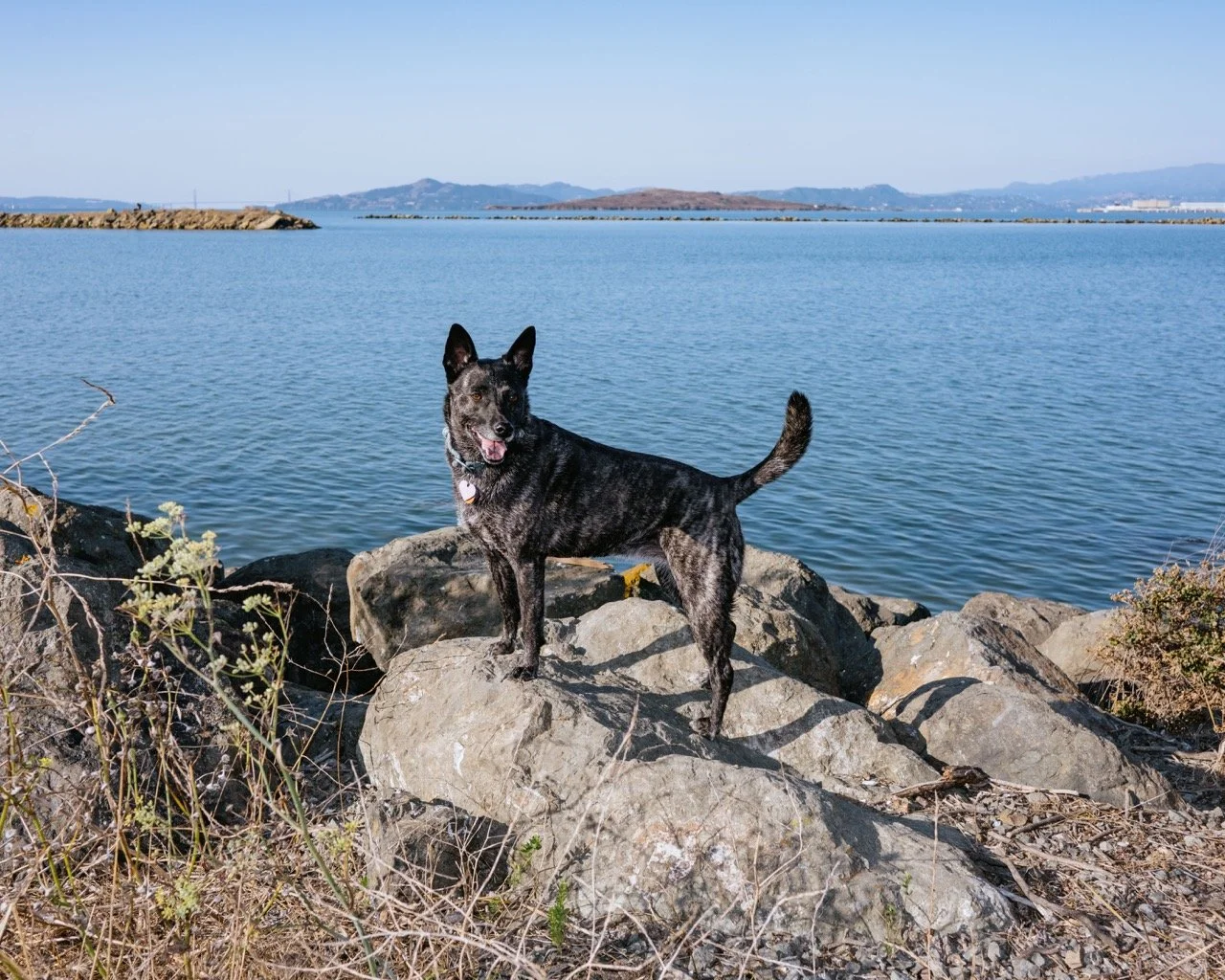 A black and gray dog standing on rocks by a body of water with hills in the background.