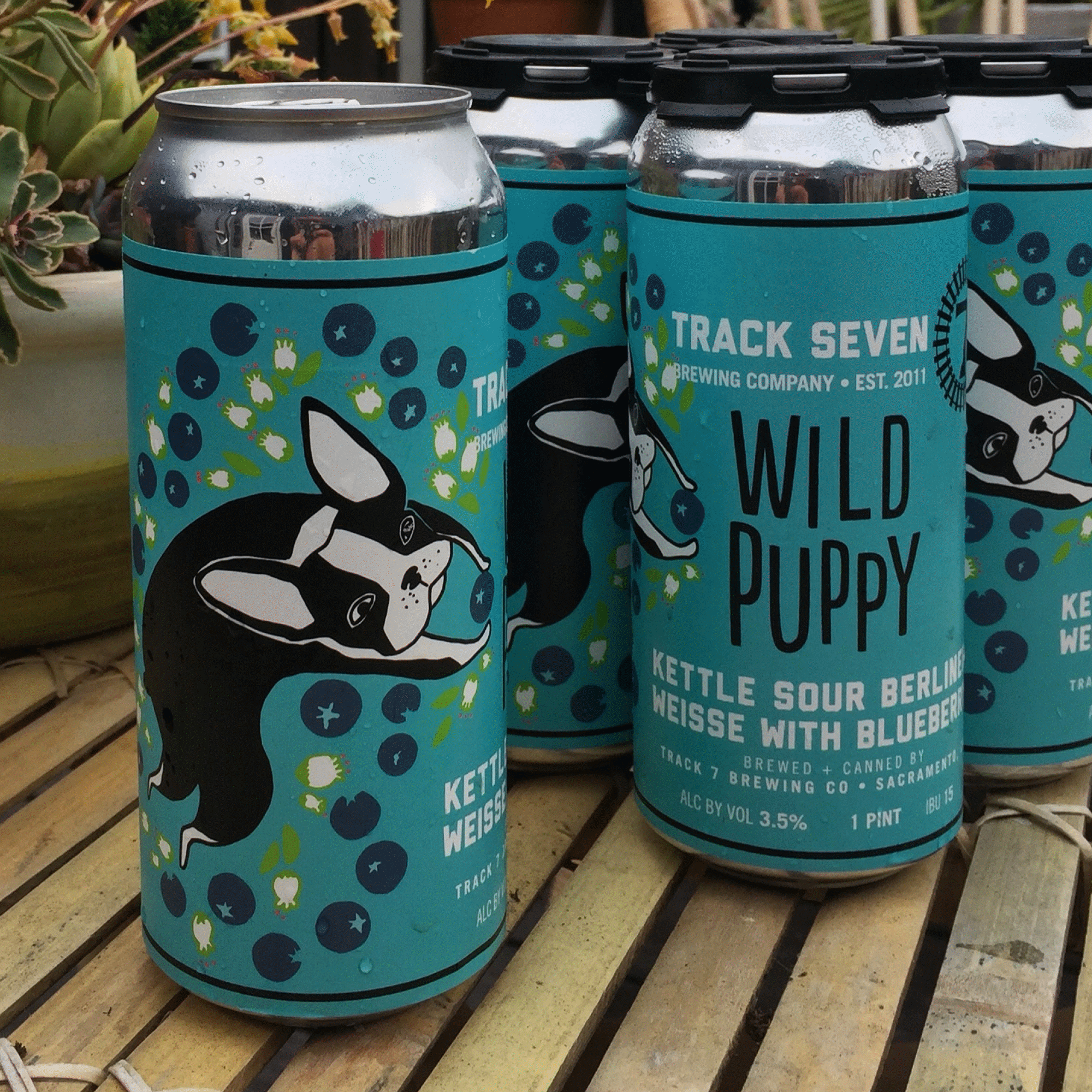 Six cans of Track Seven Brewing Company Wild Puppy kettle sour beer on a wooden surface with plants in the background.