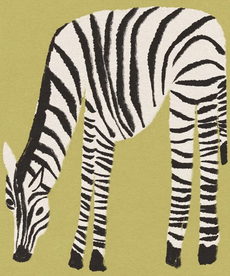 Illustration of a zebra with black and white stripes, bent down grazing, on a light green background.