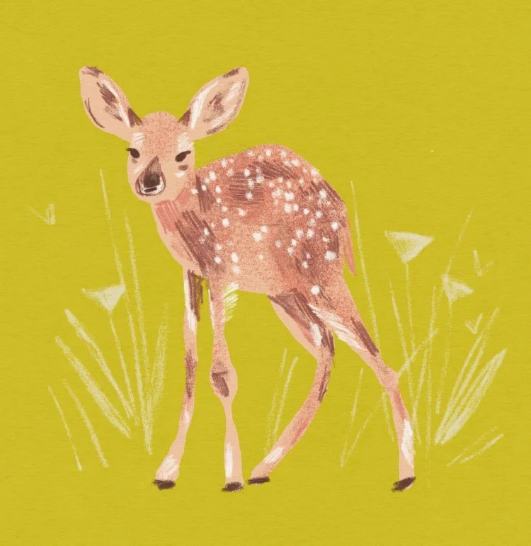 Illustration of a young deer standing on grass against a green background.