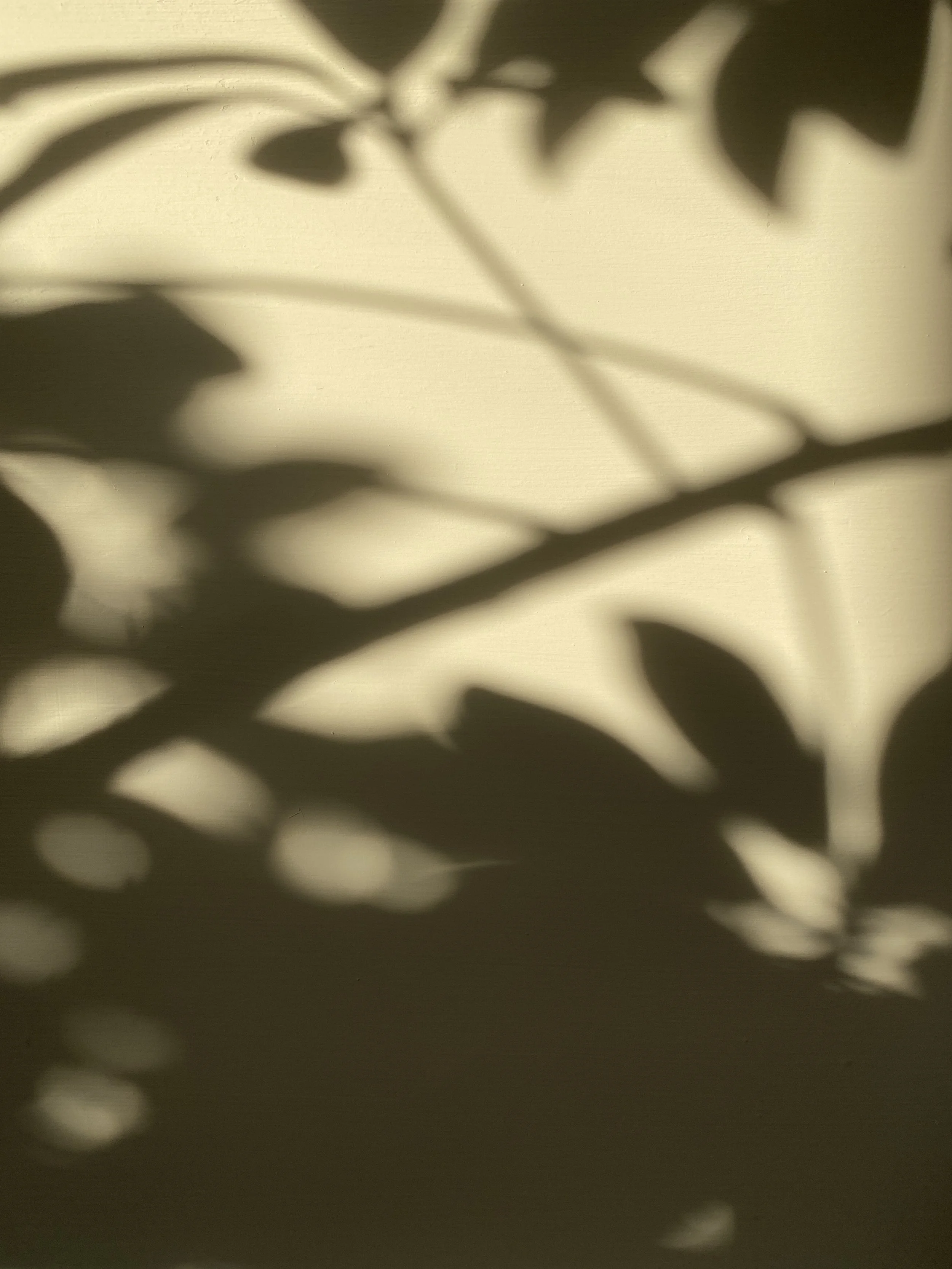 Shadow of leaves and branches cast on a wall or surface, creating a patterned silhouette.