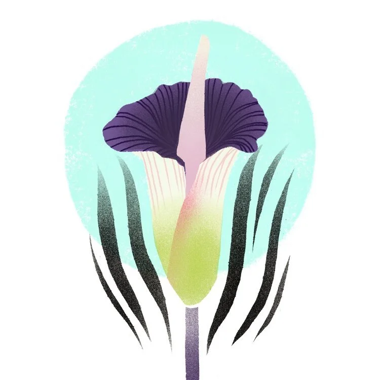 An artistic illustration of a purple and green iris flower with black and green leaves on a light blue circular background.