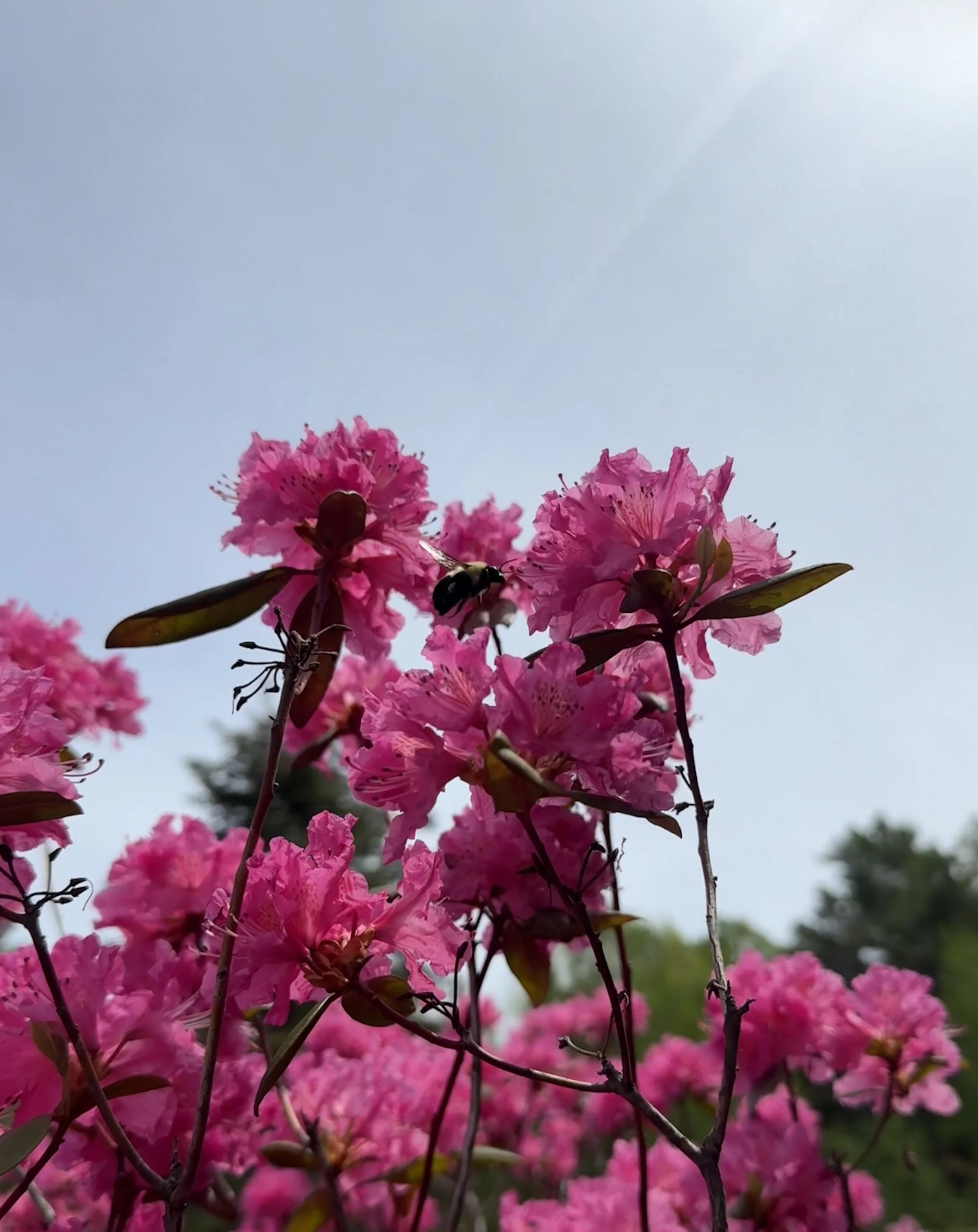 IMG_1978.jpeg