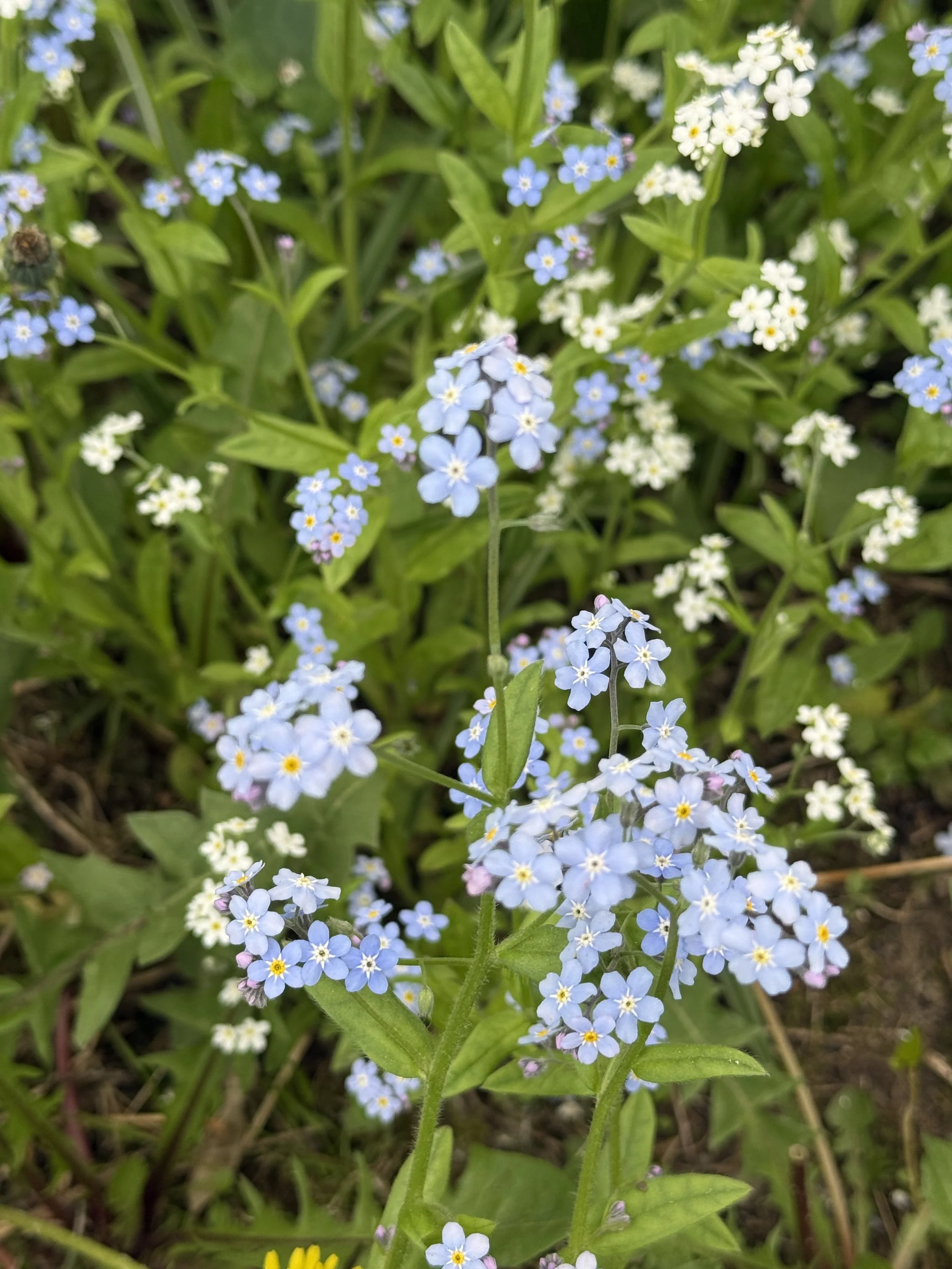 IMG_1932.jpeg