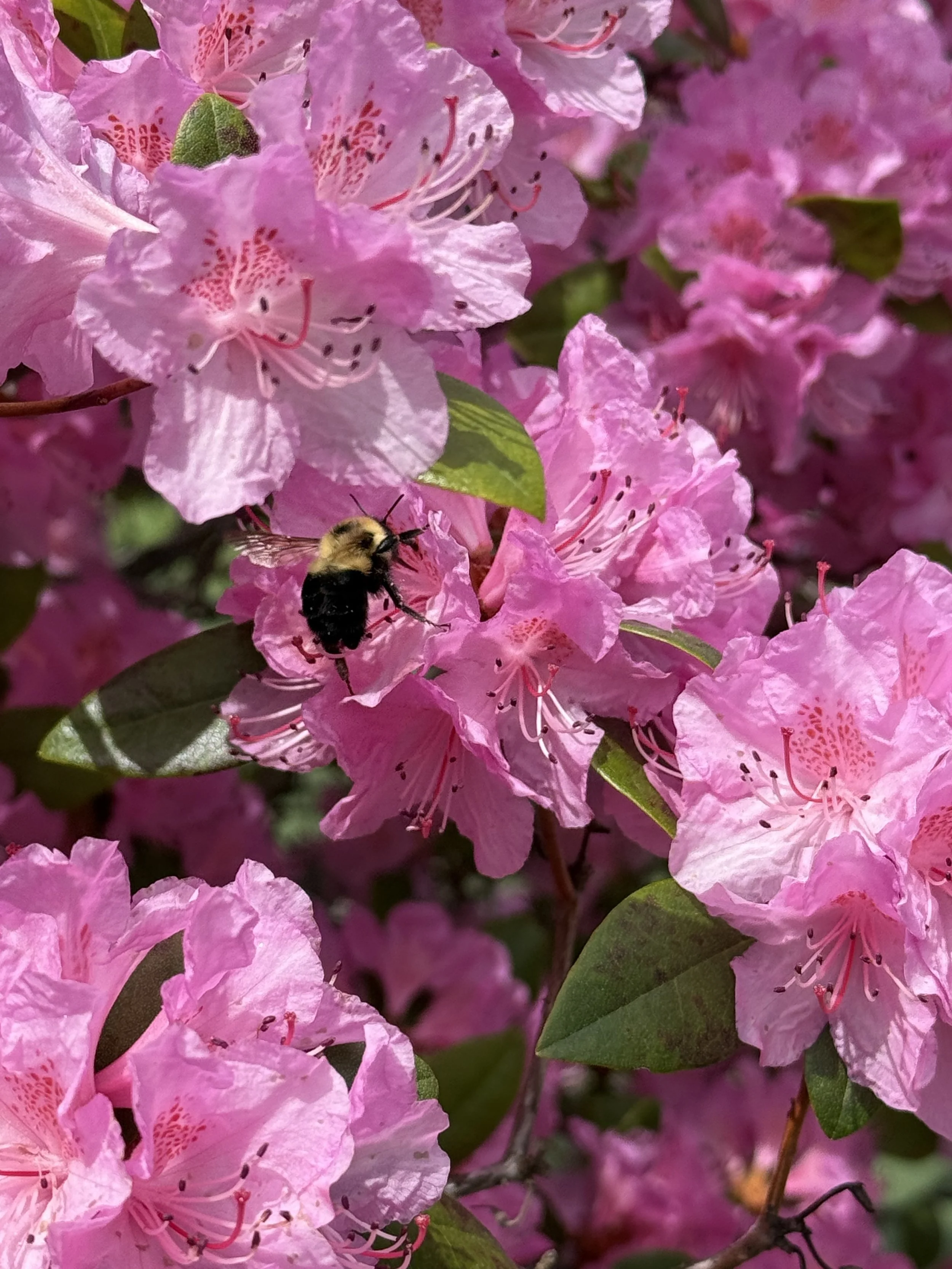 IMG_1990.jpeg