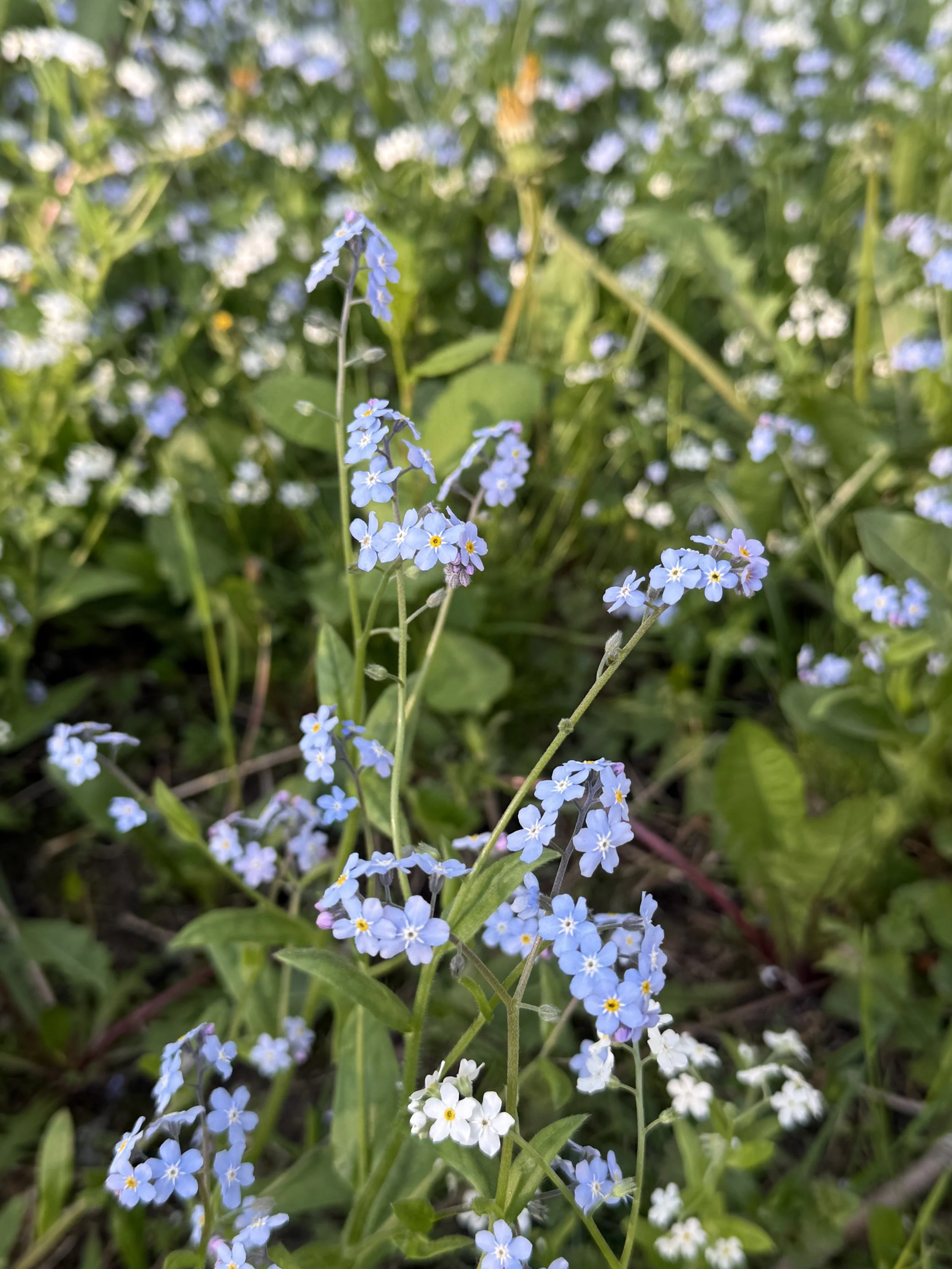 IMG_1957.jpeg