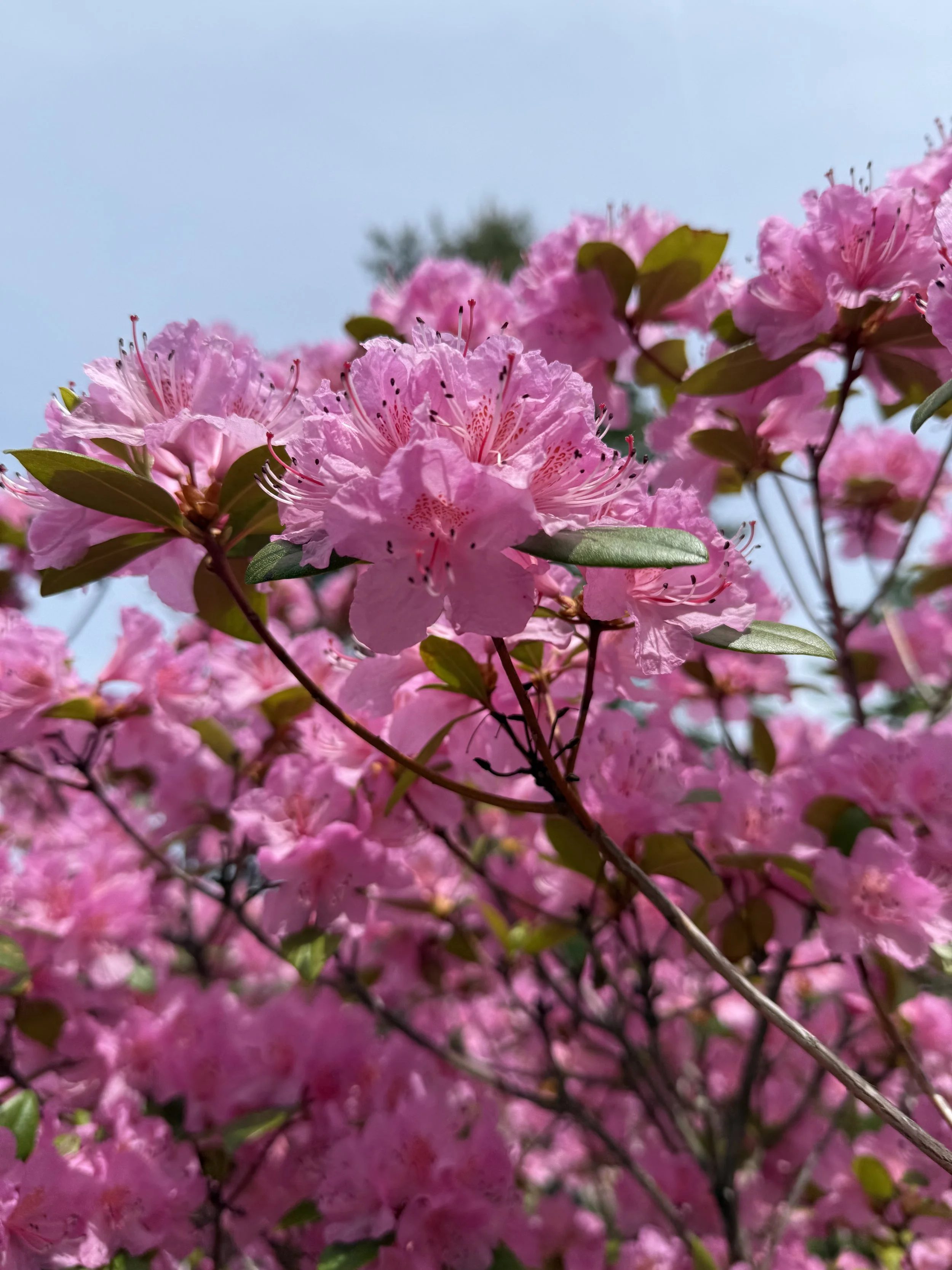 IMG_1985.jpeg