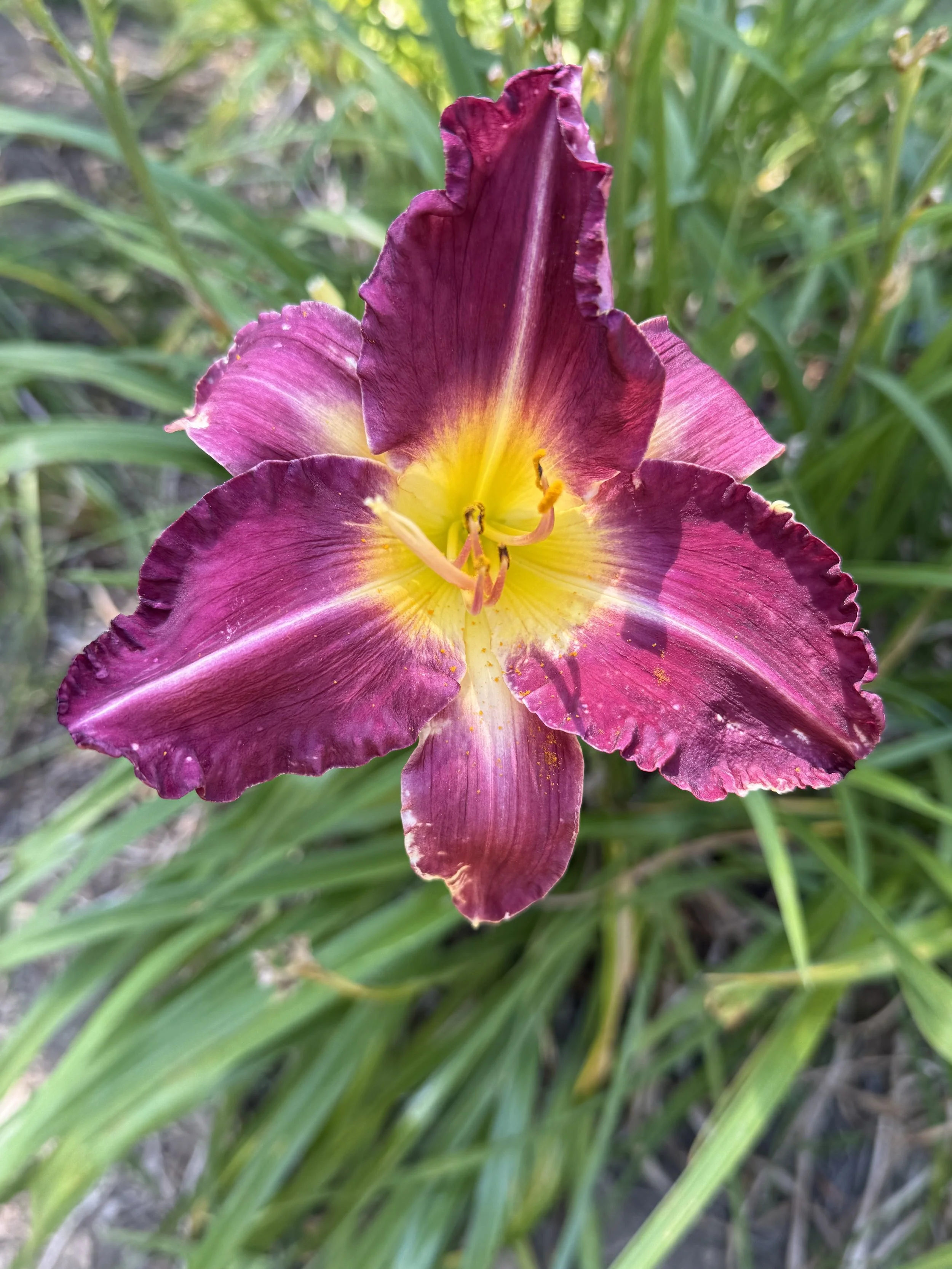 IMG_3210.jpeg