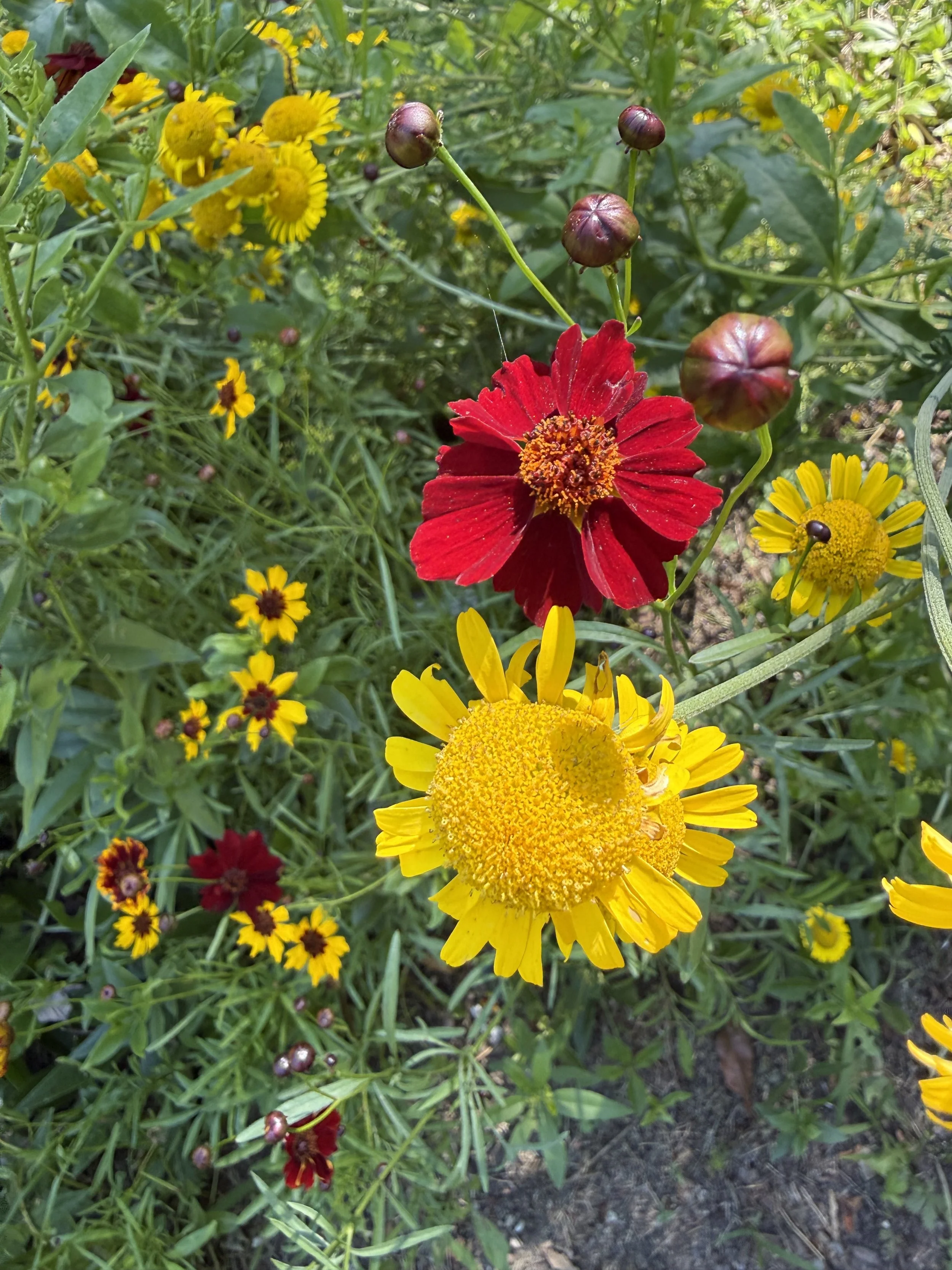 IMG_3235.jpeg