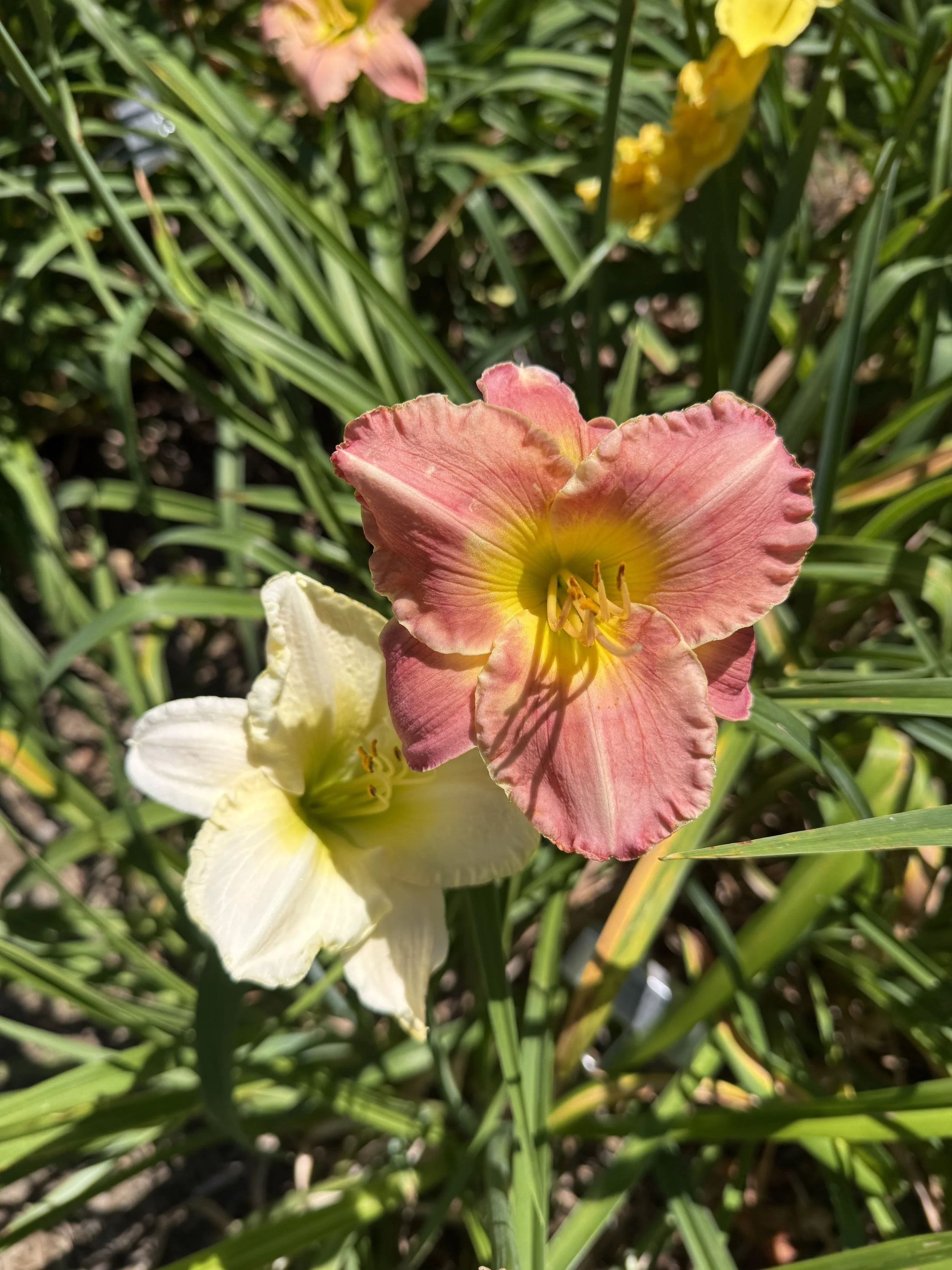 IMG_3216.jpeg