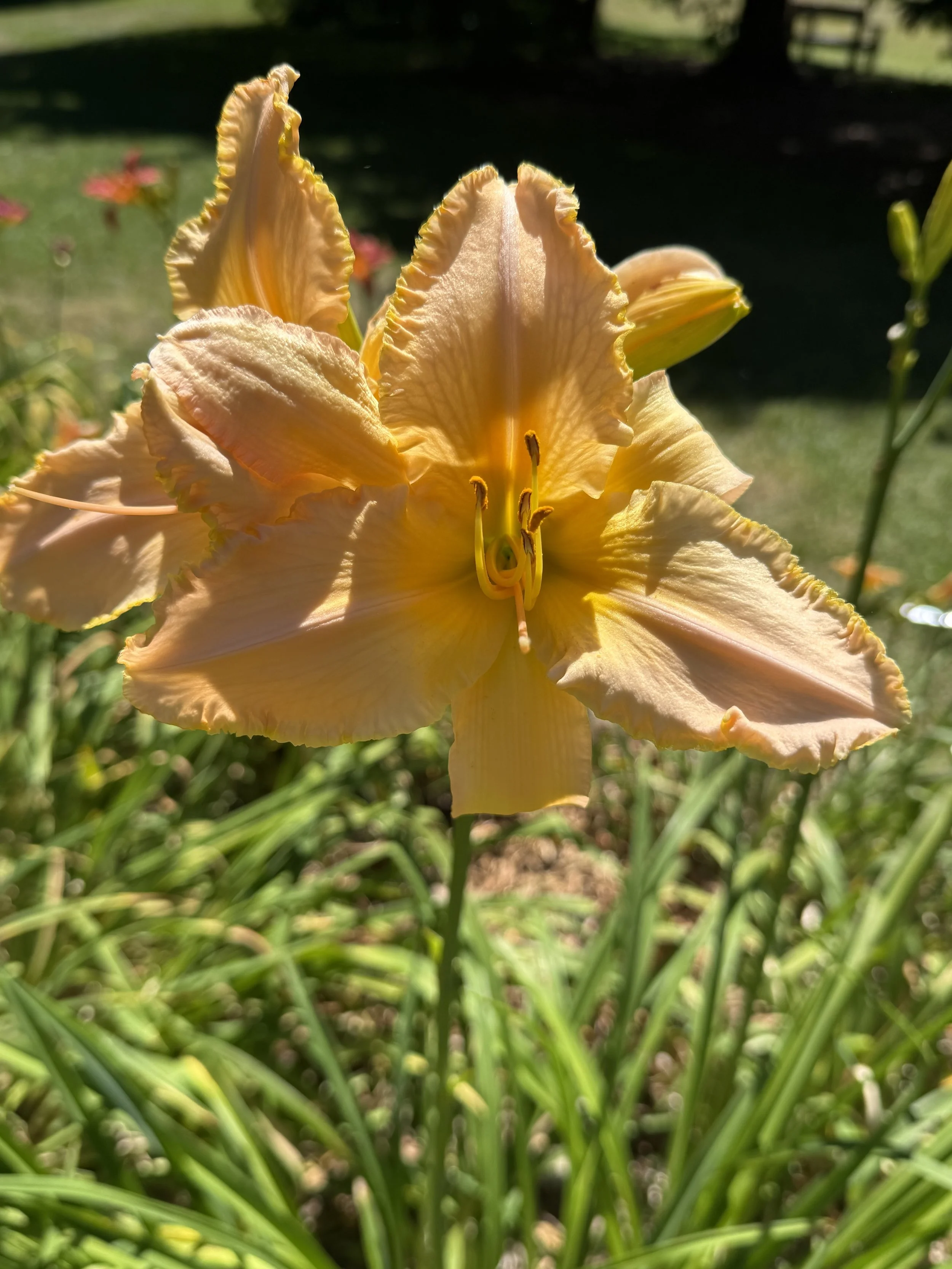IMG_3214.jpeg
