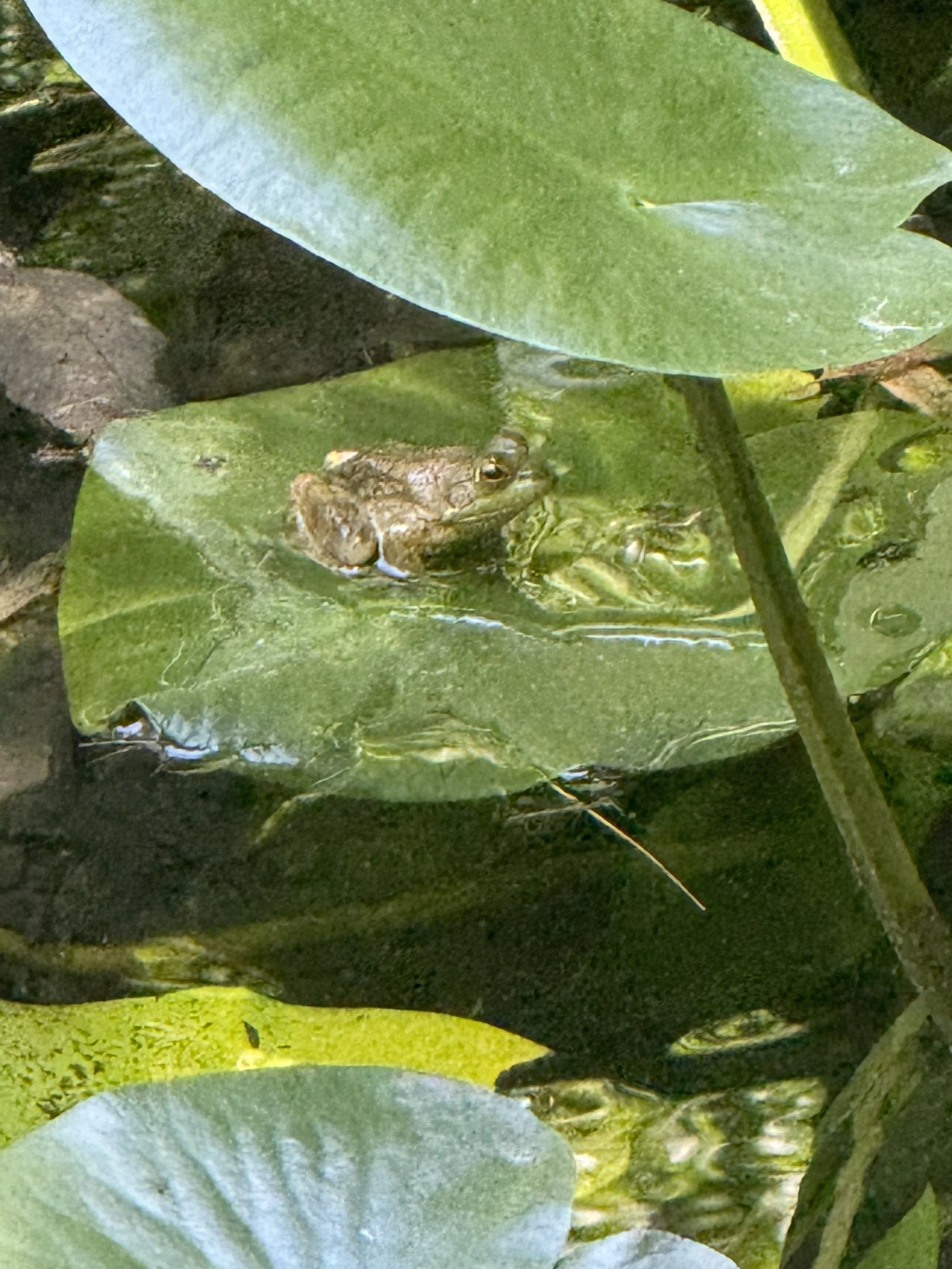 IMG_3299.jpeg