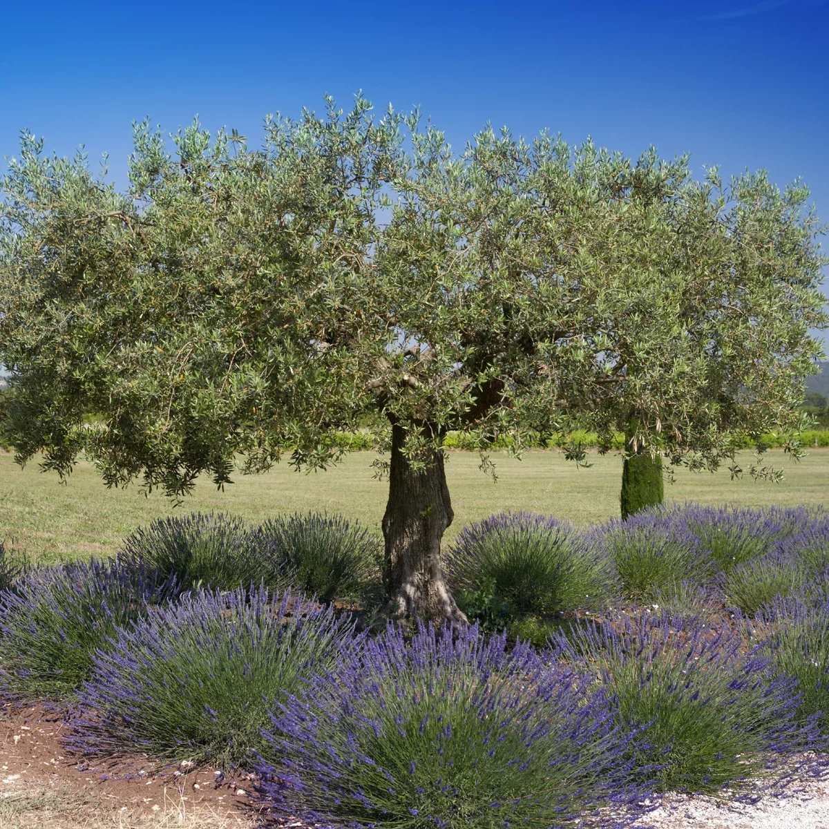 ADOPT A TREE