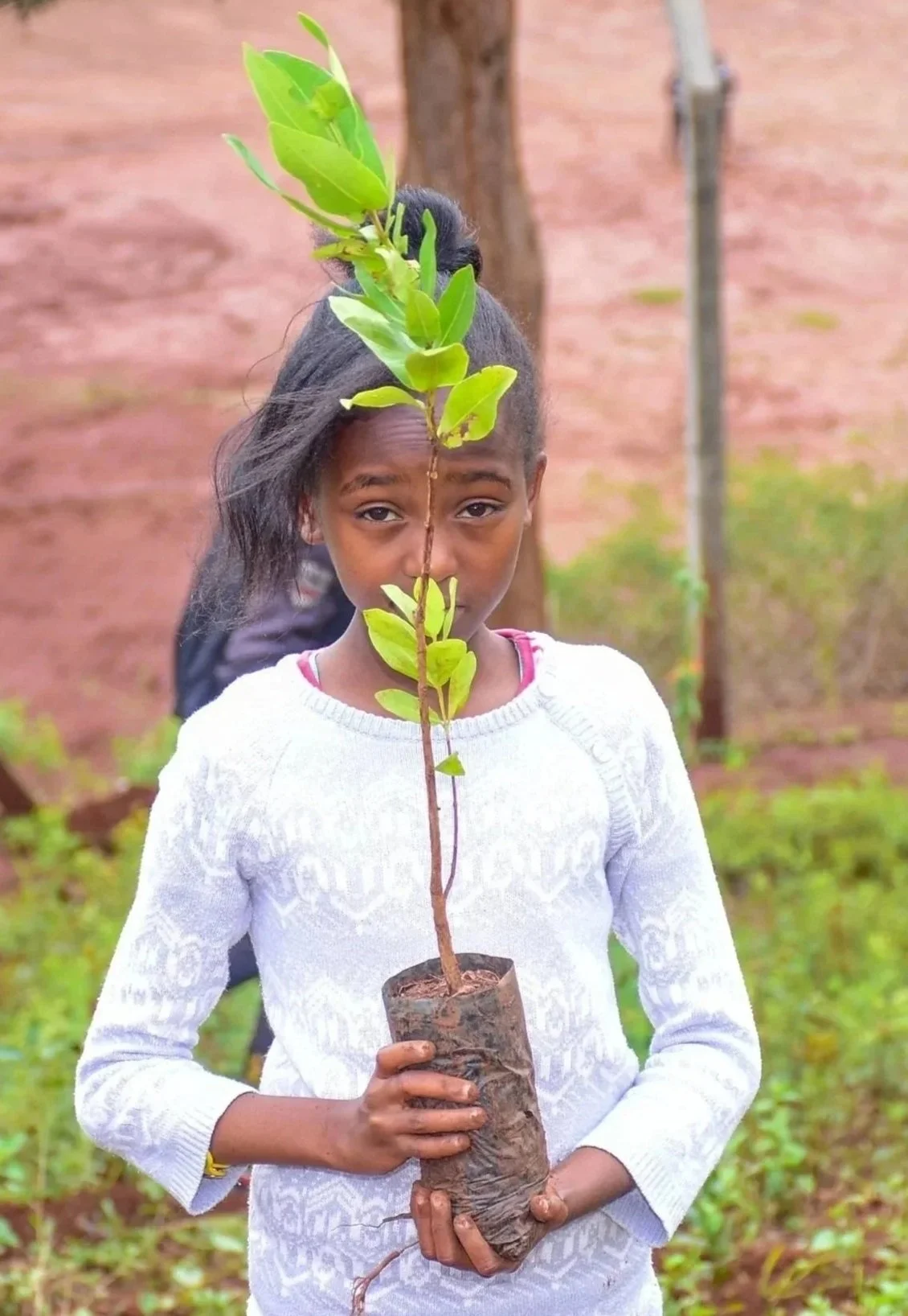 ADOPT A TREE