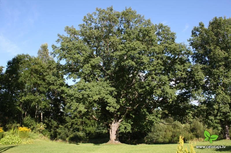 ADOPT A TREE