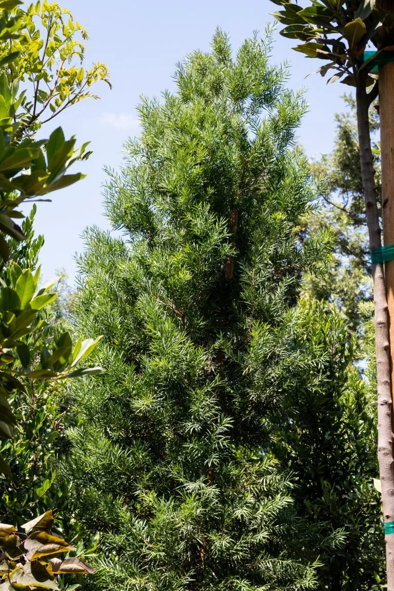 ADOPT A TREE