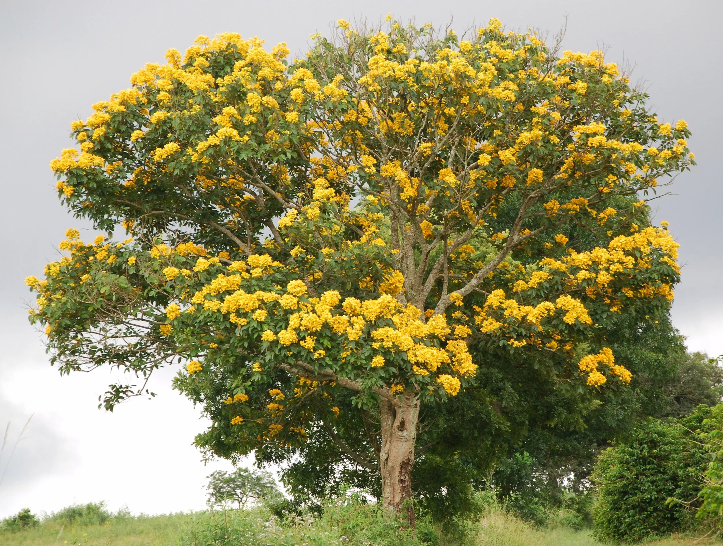 ADOPT A TREE
