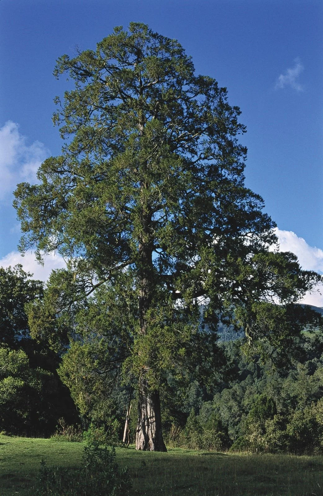 ADOPT A TREE