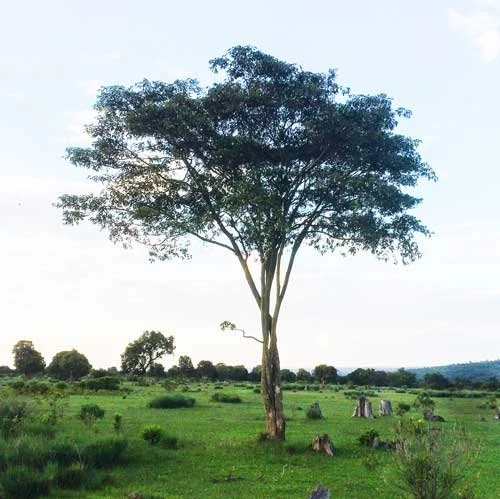 ADOPT A TREE