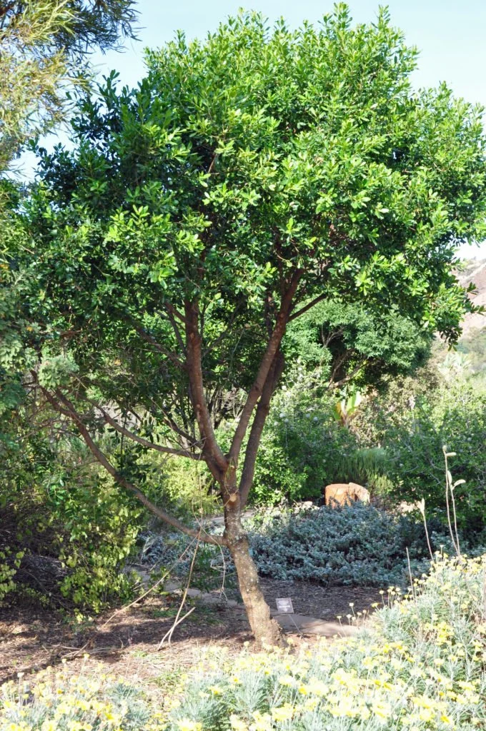 ADOPT A TREE