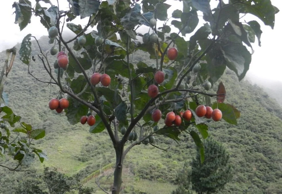 ADOPT A TREE