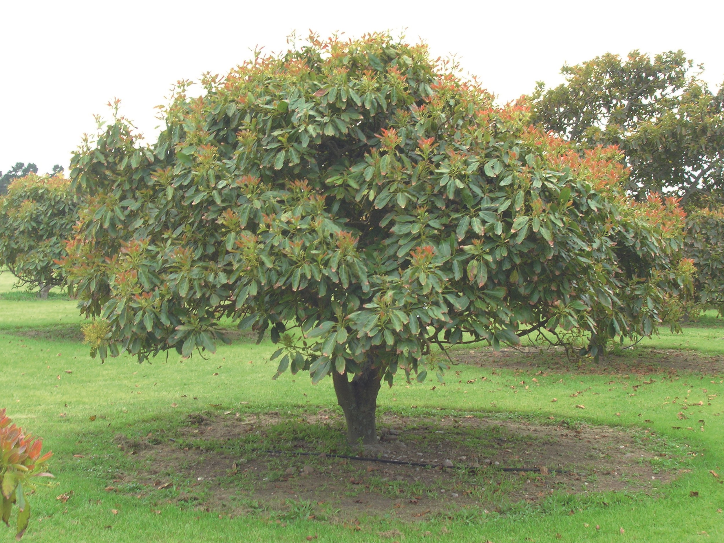 ADOPT A TREE