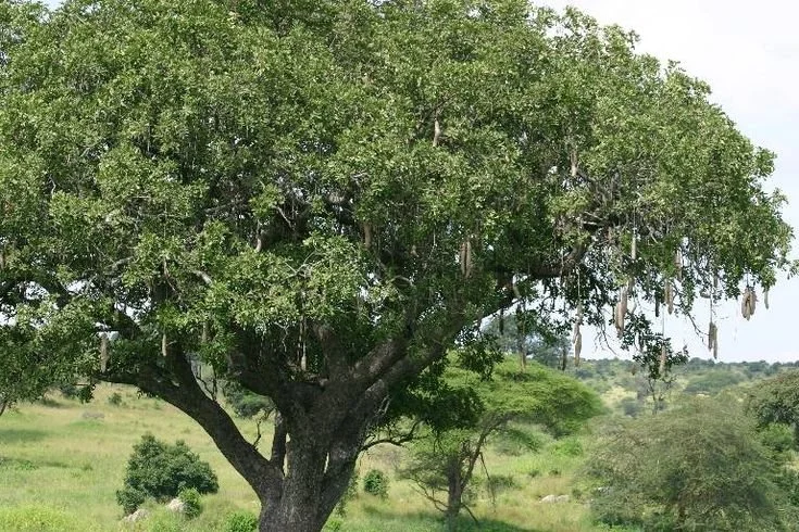 ADOPT A TREE