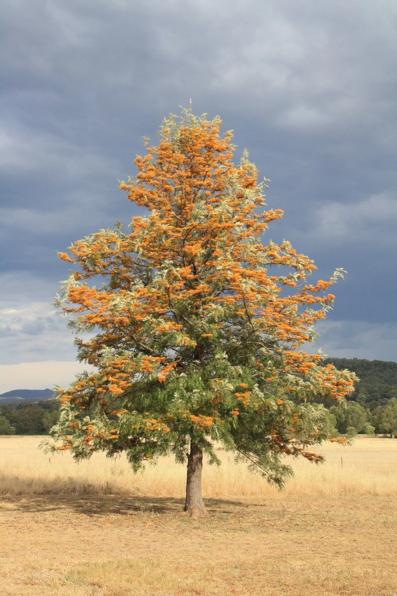 ADOPT A TREE