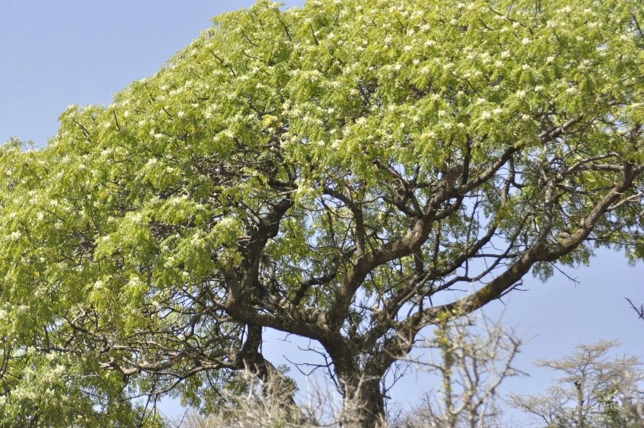 ADOPT A TREE