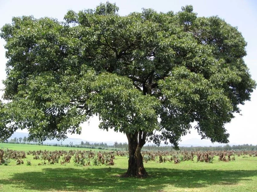 ADOPT A TREE