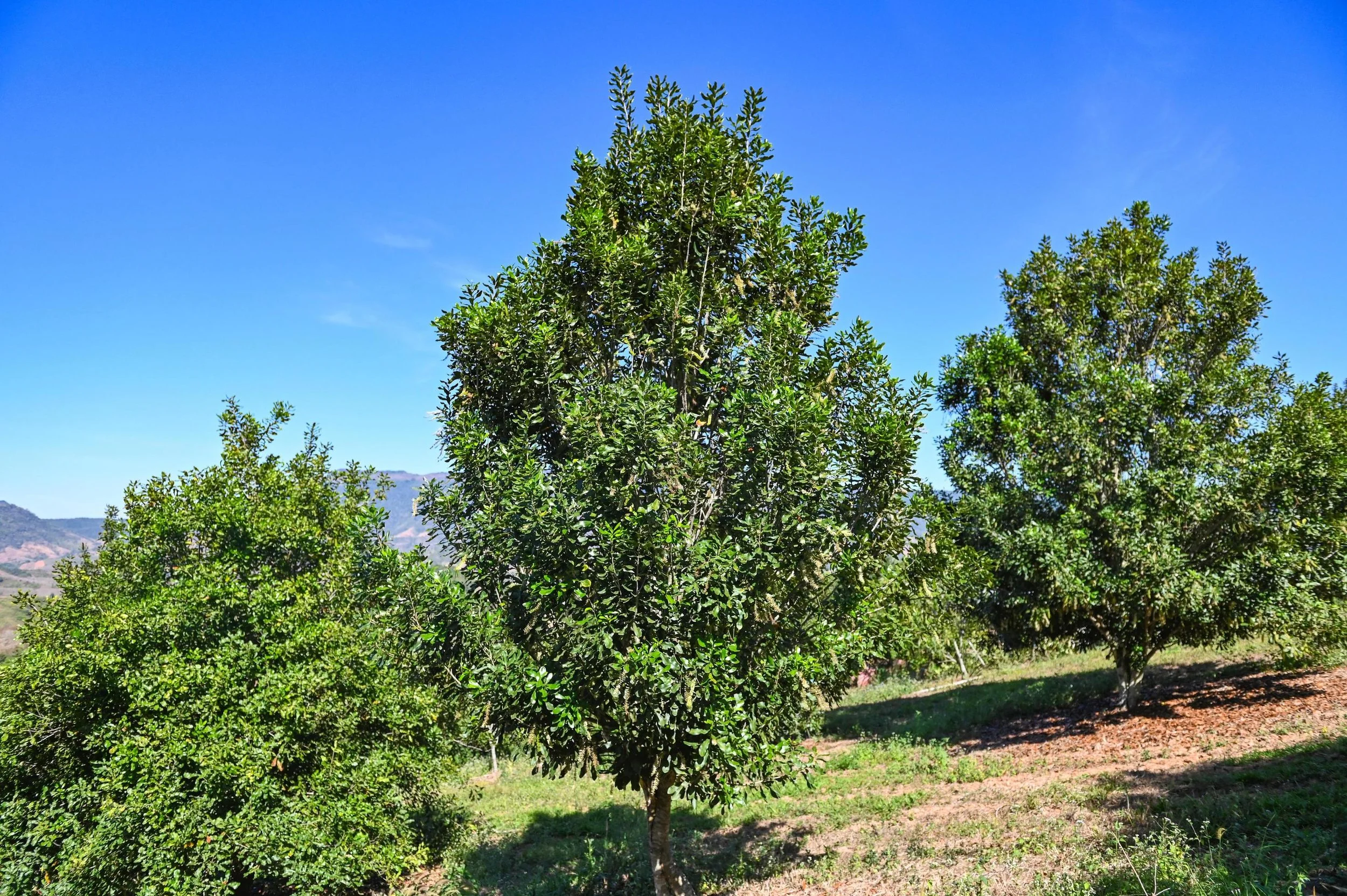 ADOPT A TREE