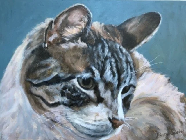 Close up of Cat