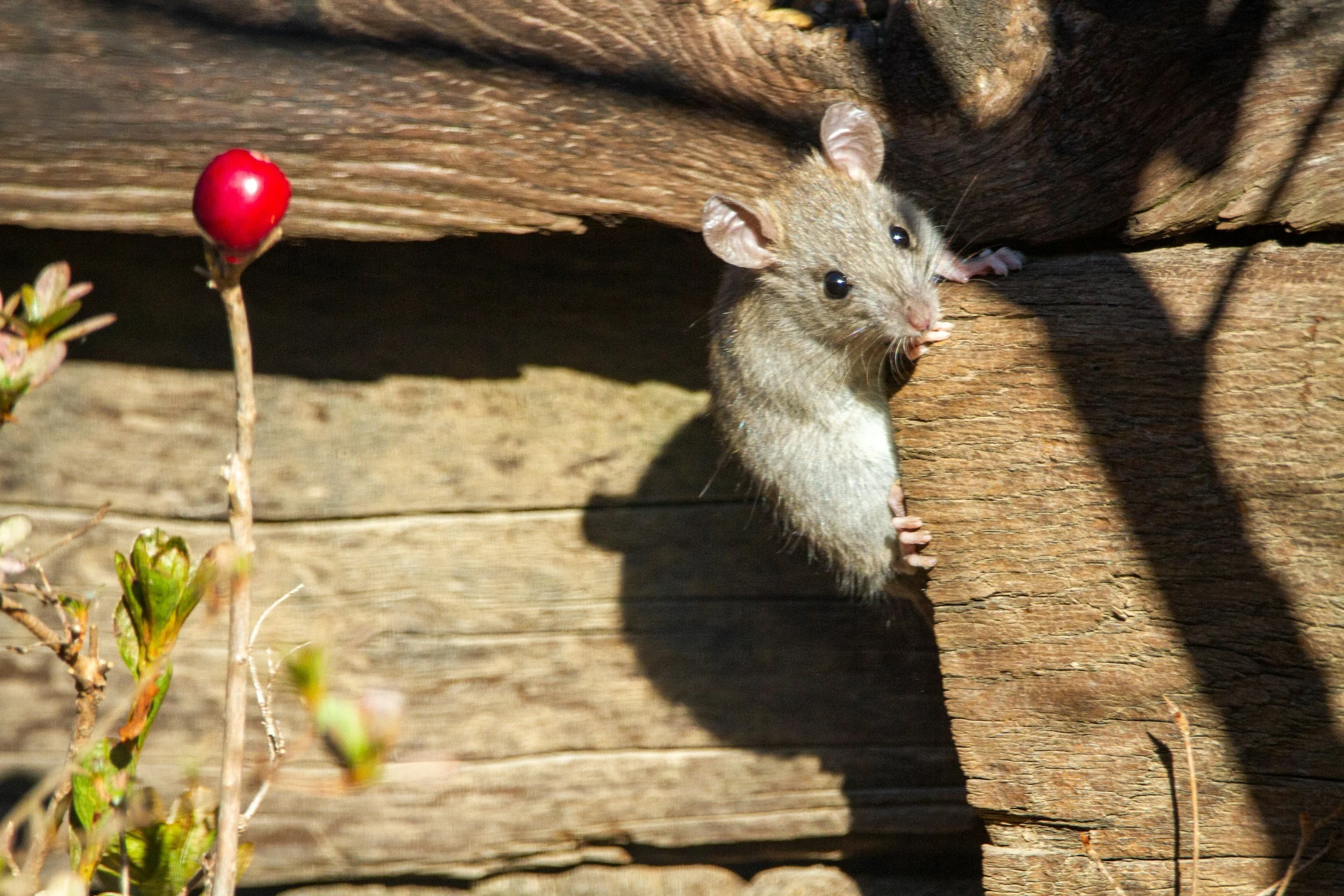 A small mouse with brown fur and large black eyes peeking out from behind a wooden structure, with a red berry and some green plants in the foreground.