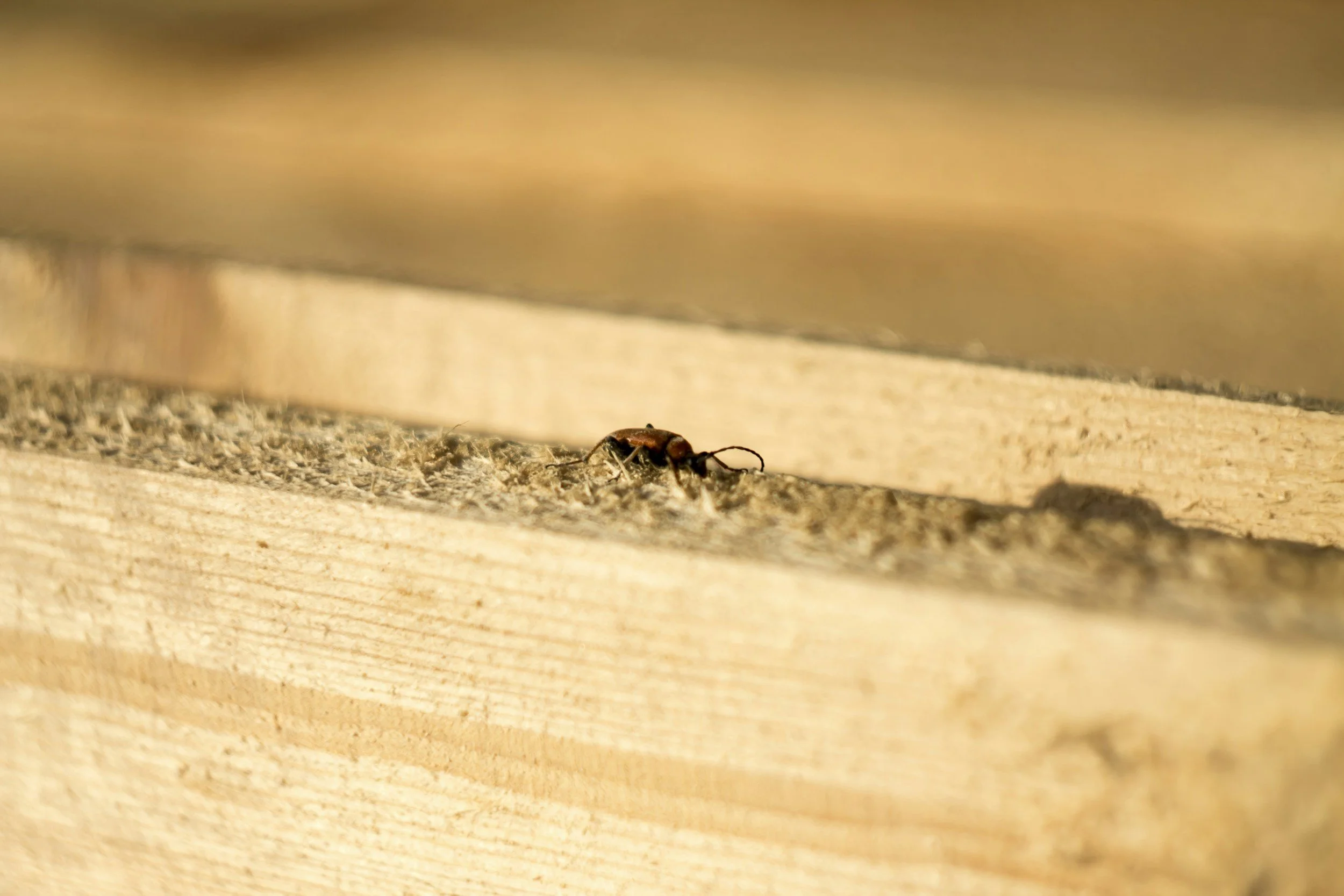 A small insect on a wooden surface, with a blurred background.