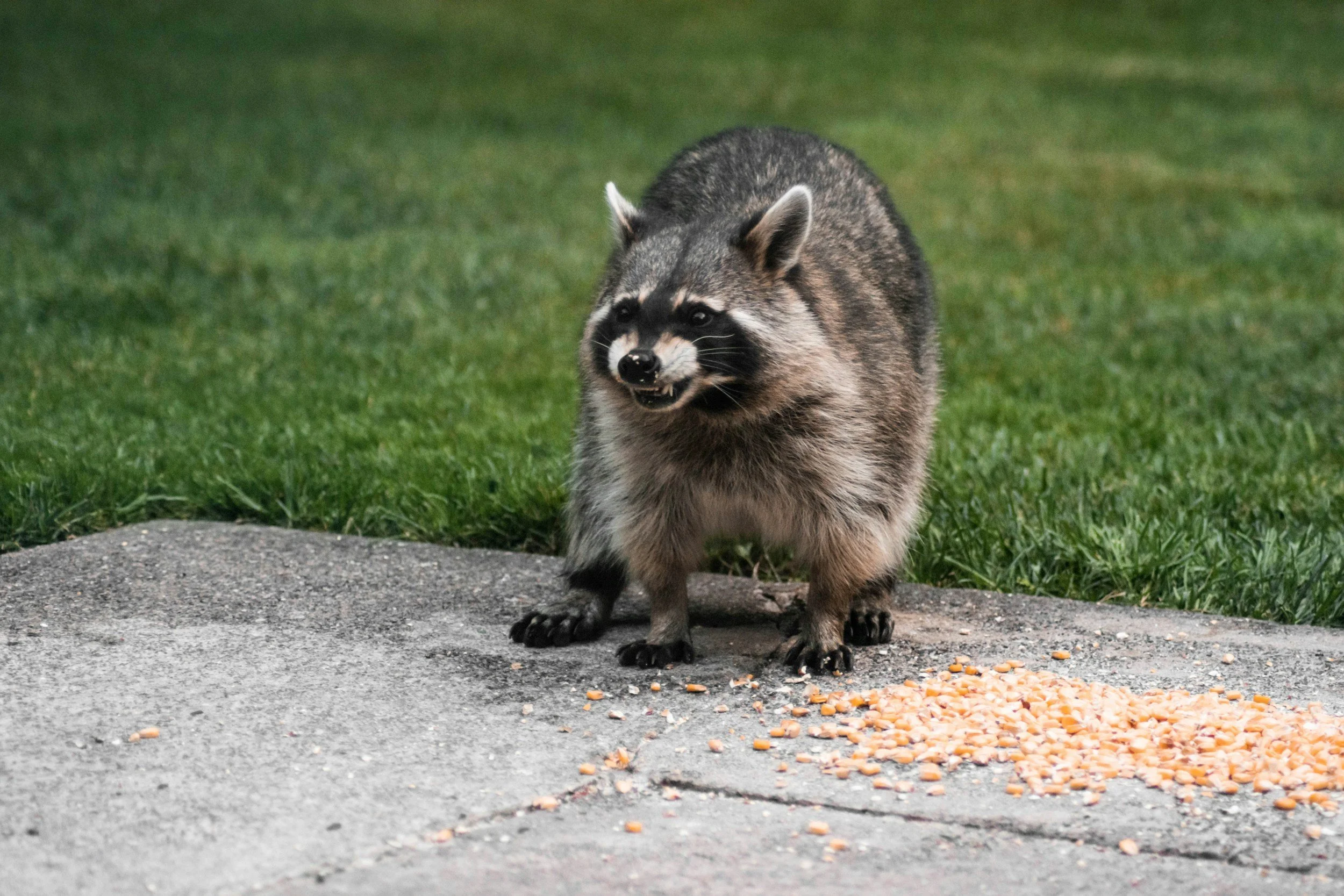 A raccoon standing on a paved area with scattered food pellets, in front of green grass.