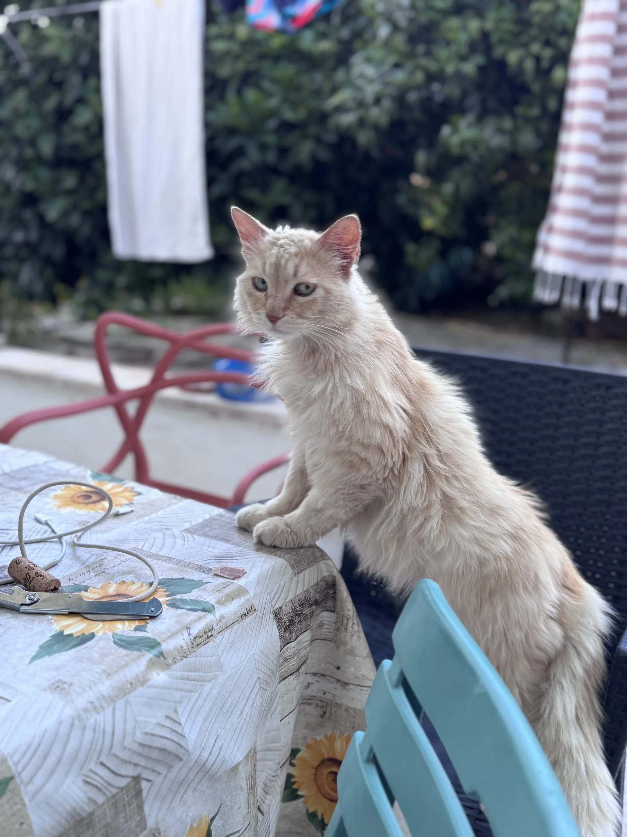 IMG_9695.jpeg