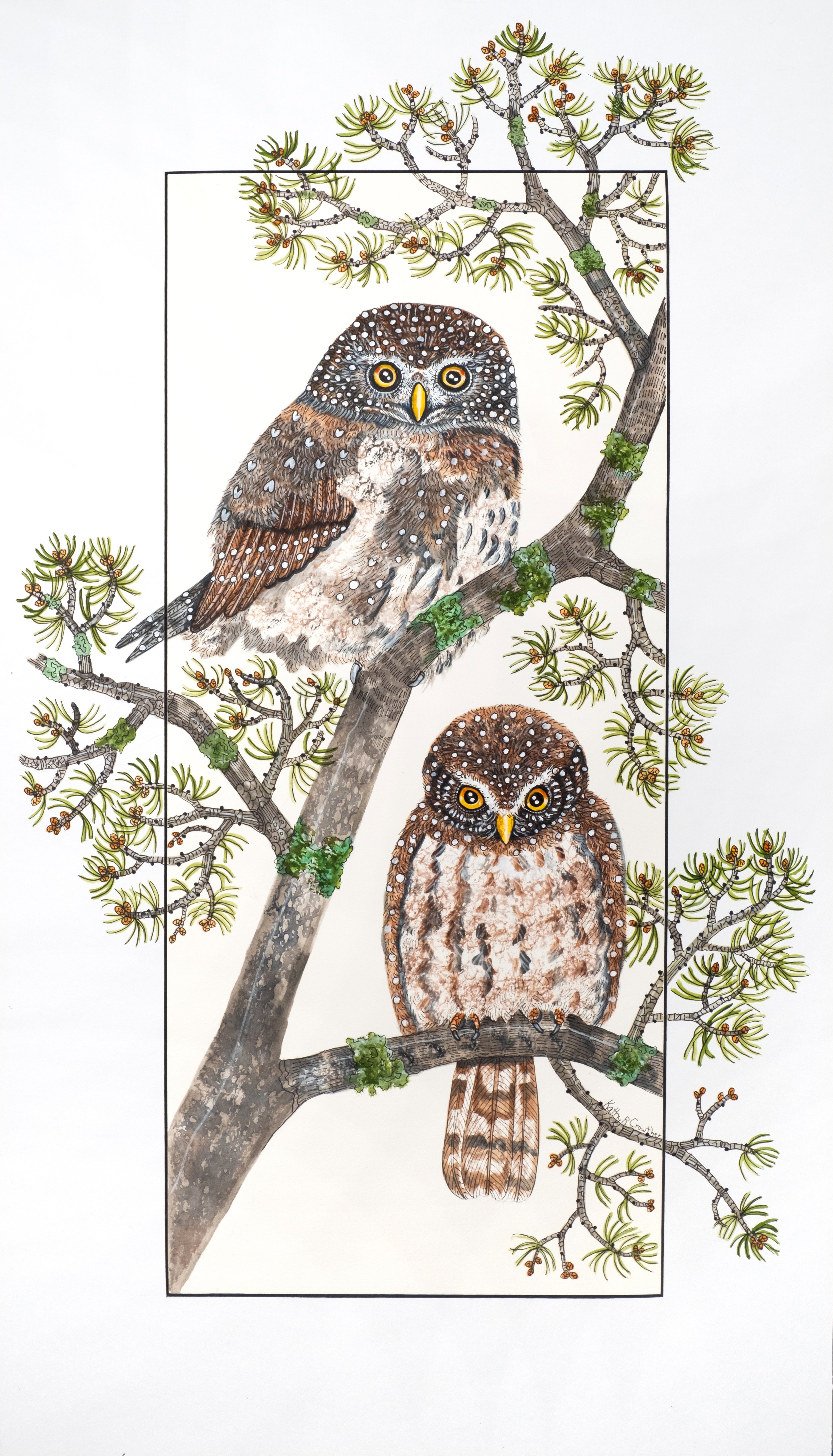 Pygmy Owls - 18" x 30"